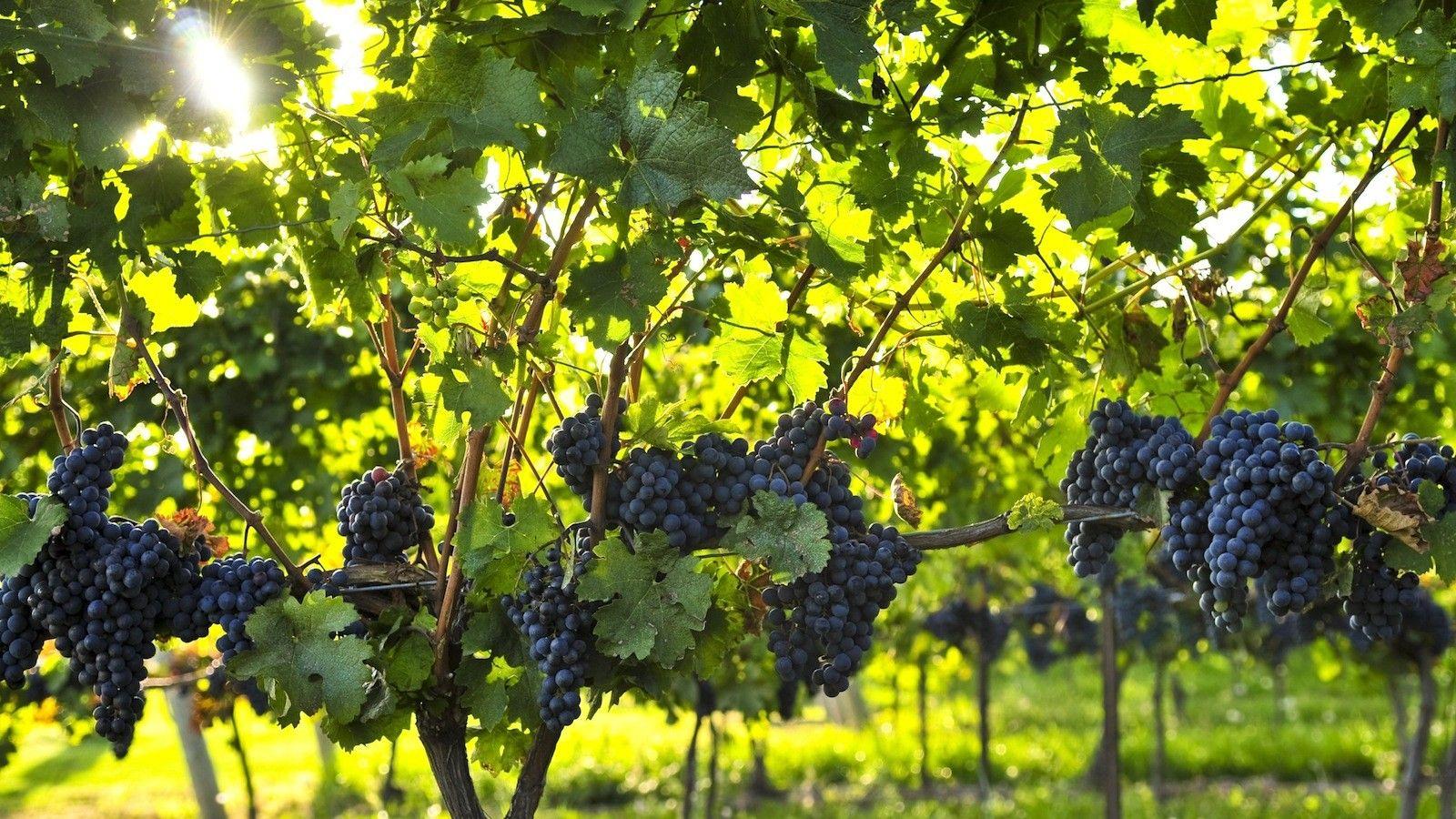 1600x900 Wine grape preharvest monitoring program back for fourth harvest