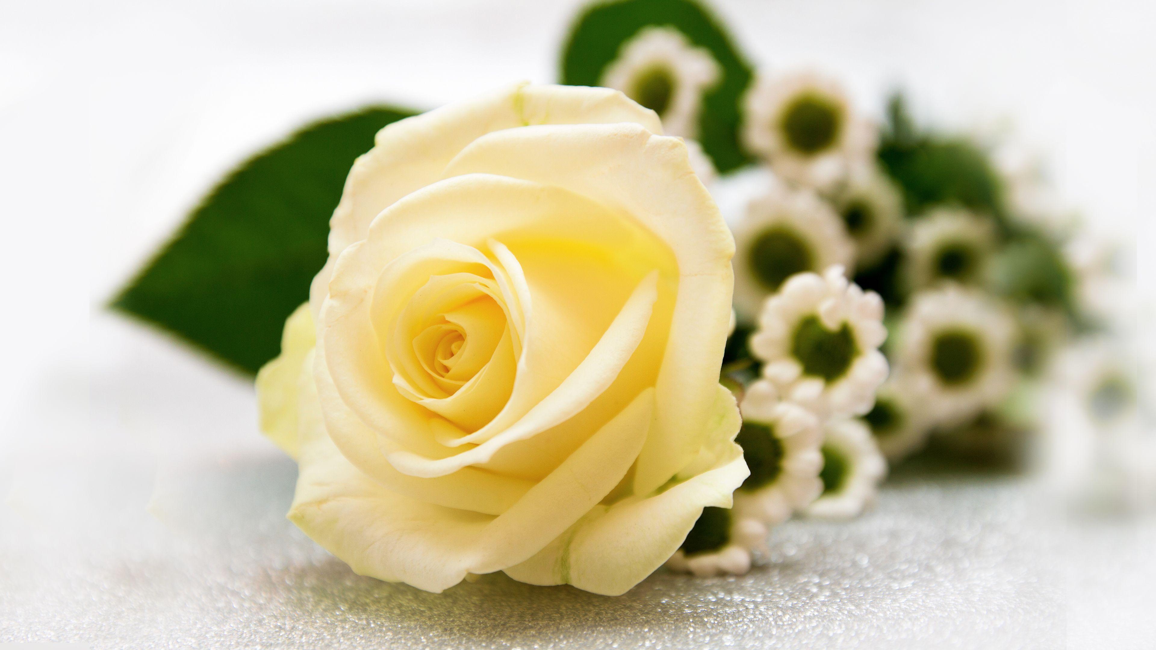 3840x2160 Vanilla Rose Chromebook Wallpaper
