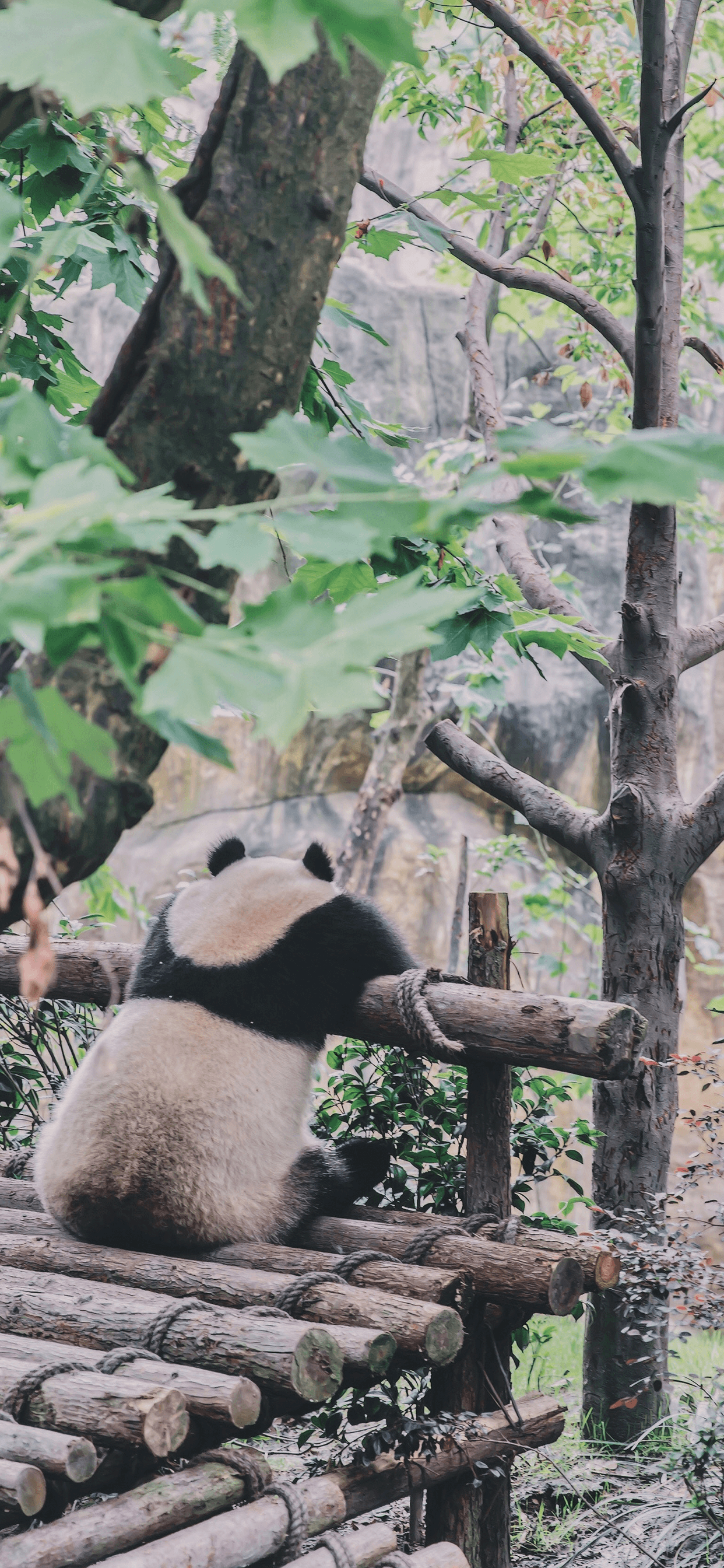 1242x2688 Panda Wallpaper for iPhone Pro Max, X, 6