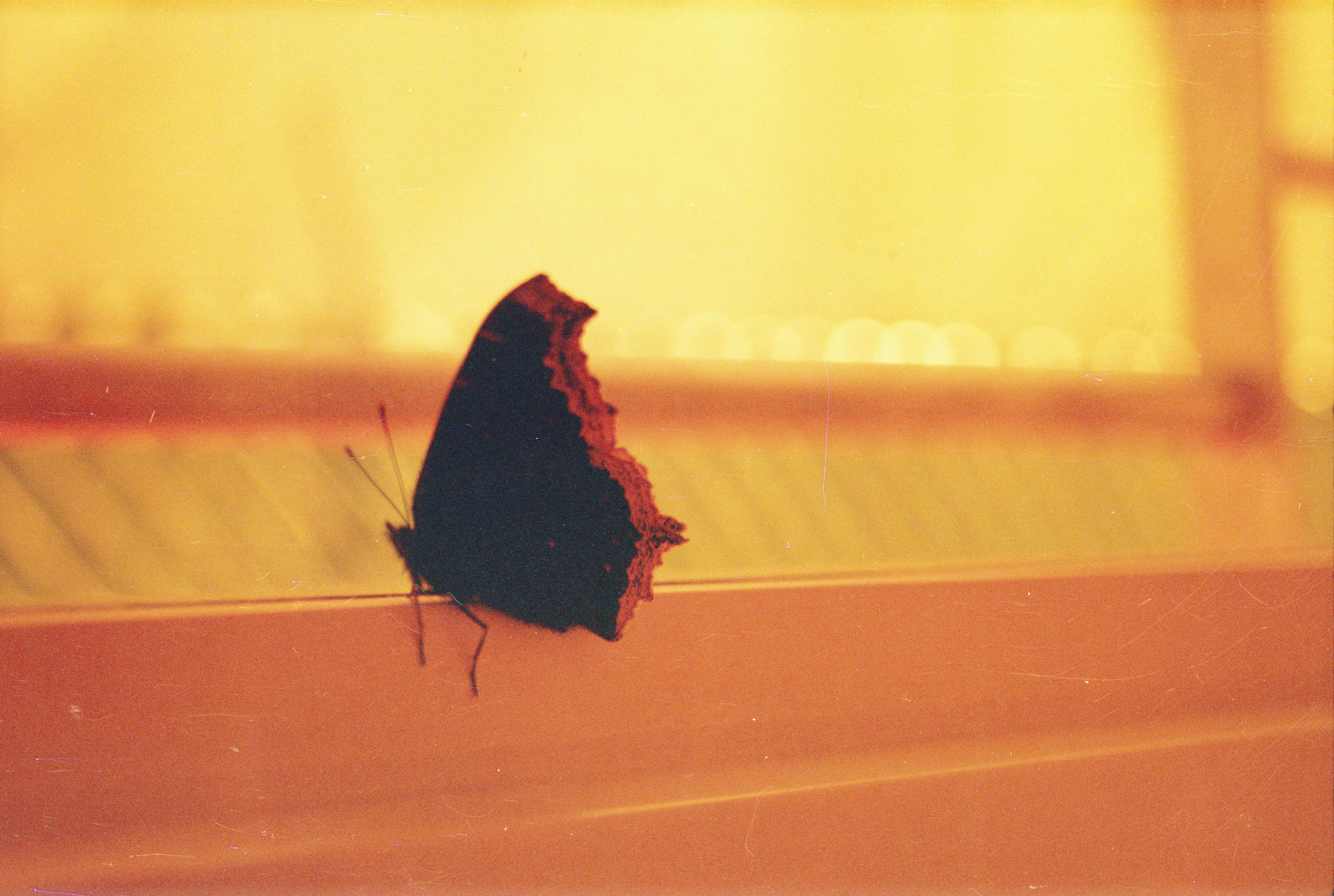 3840x2579 35mm, butterfly, lo fi, lo fi, lomography, redscale, scratches 4k wallpaper. Mocah.org HD Wallpaper