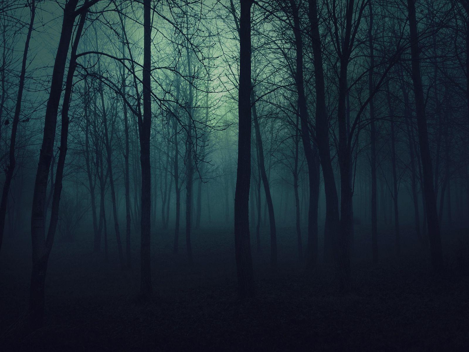 1600x1200 Download wallpaper 1600x1200 wood, trees, gloomy, fog, haze, darkness standard 4:3 HD background. Scary background, Dark wood background, Forest wallpaper