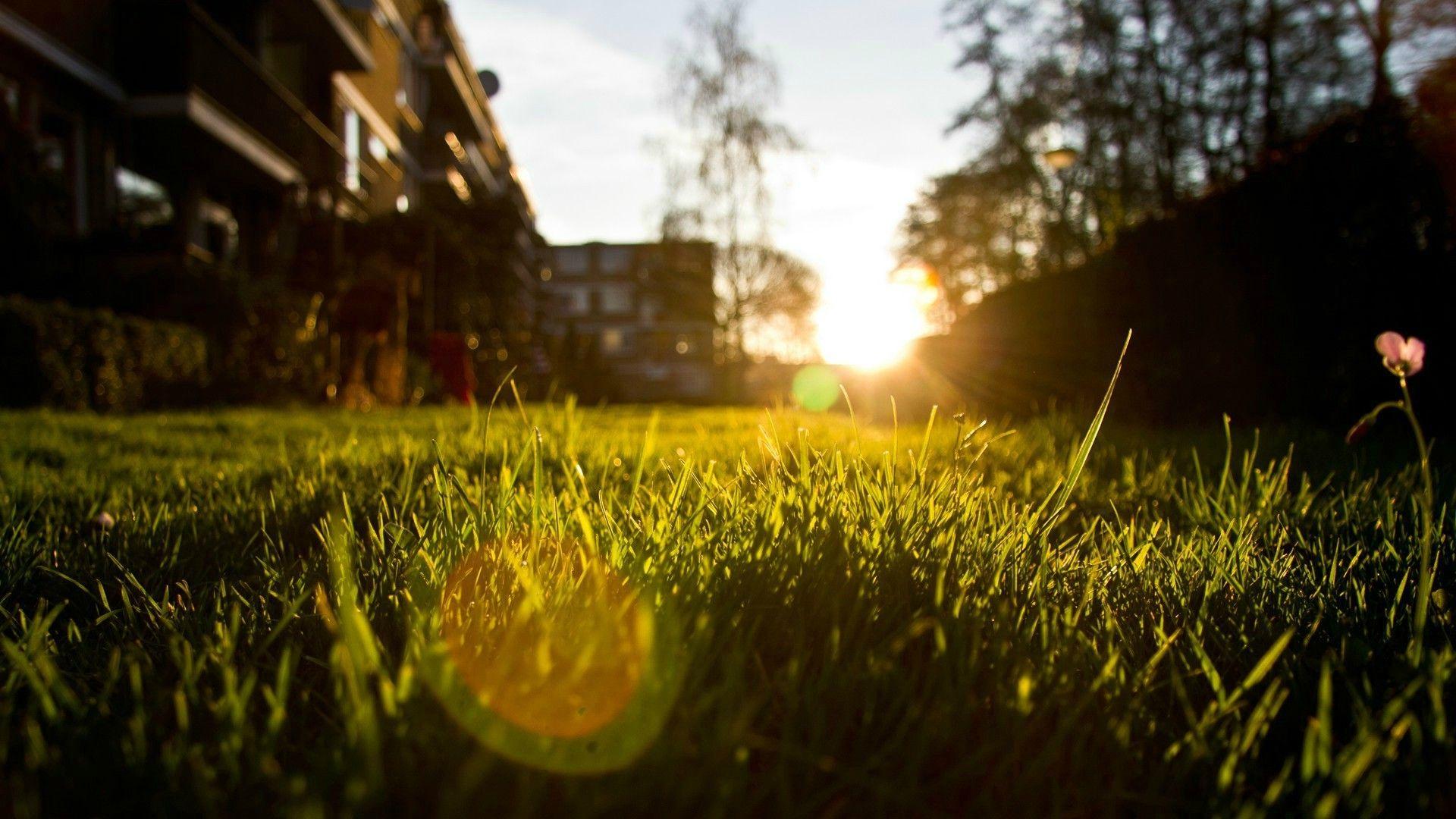 1920x1080 grass, Depth Of Field, Nature, Lens Flare Wallpaper HD / Desktop and Mobile Background