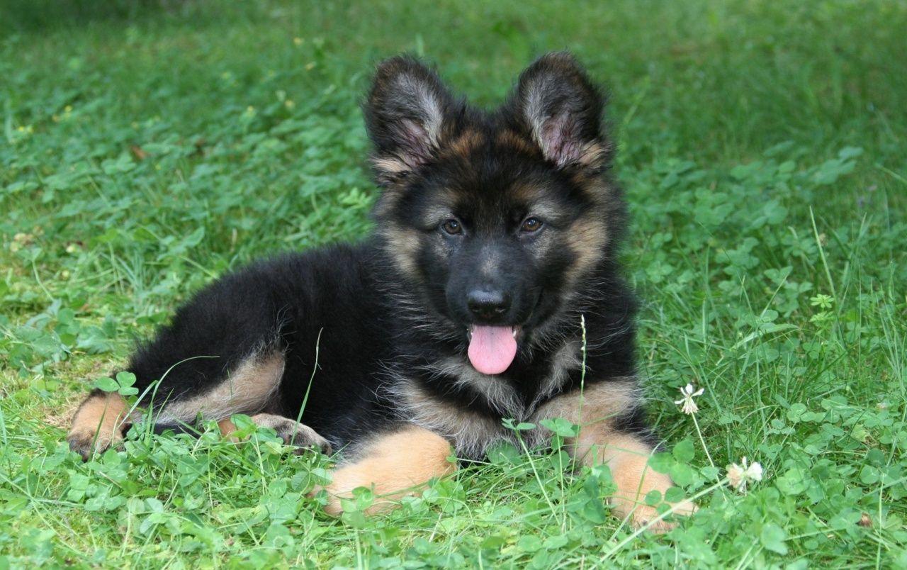 German Shepherd Puppy Wallpapers - Top Free German Shepherd Puppy ...