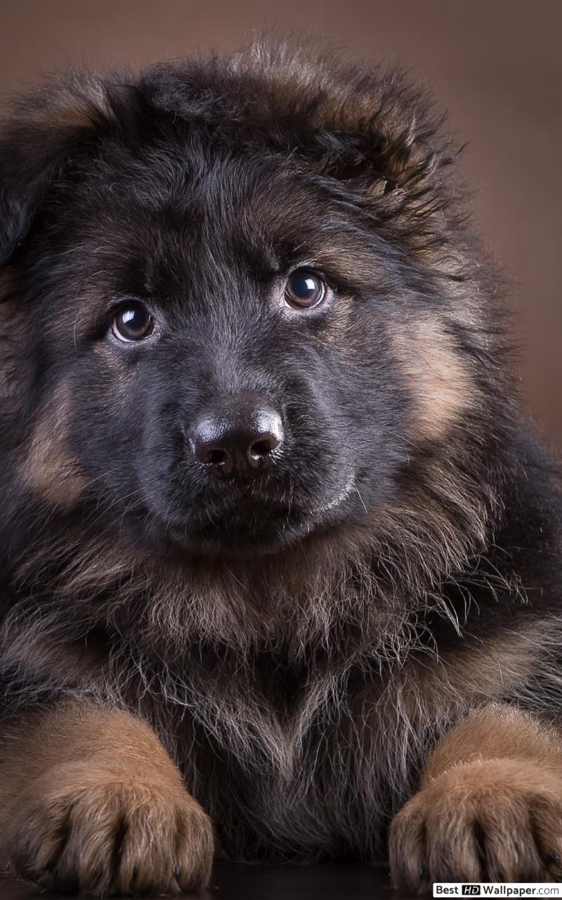 800x1280 Adorable German Shepherd puppy HD wallpaper download