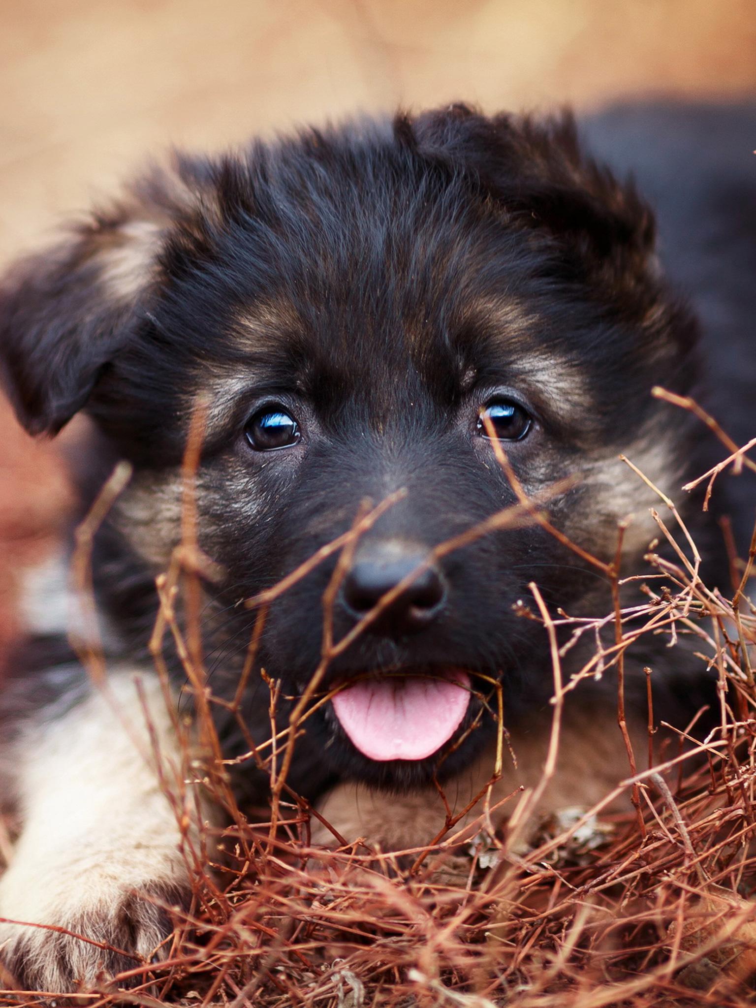 1536x2048 German Shepherd Puppy, Protruding tongue）HD Dog Wallpaper