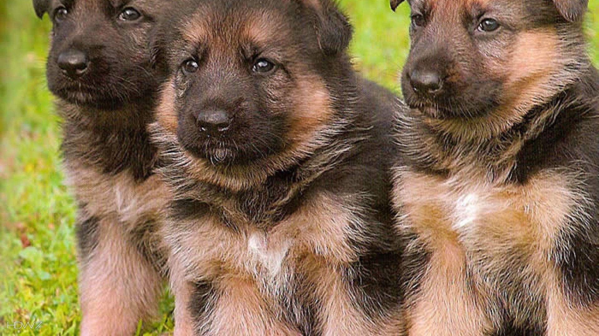1920x1080 german shepherd puppies wallpaper 2 1920x1080. HD wallpaper gallery