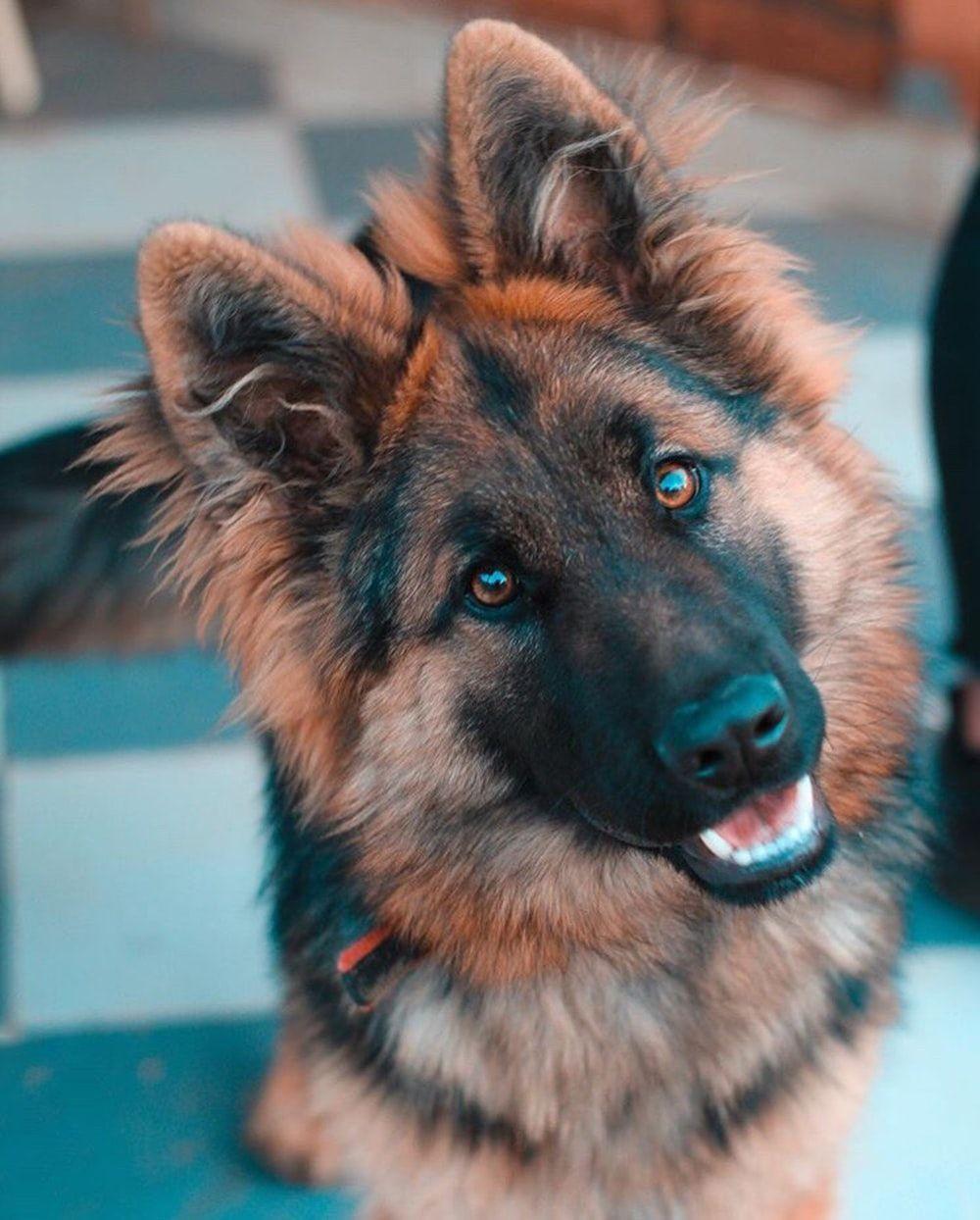 1000x1244 German Shepherd Dog Picture [HD]. Download Free Image