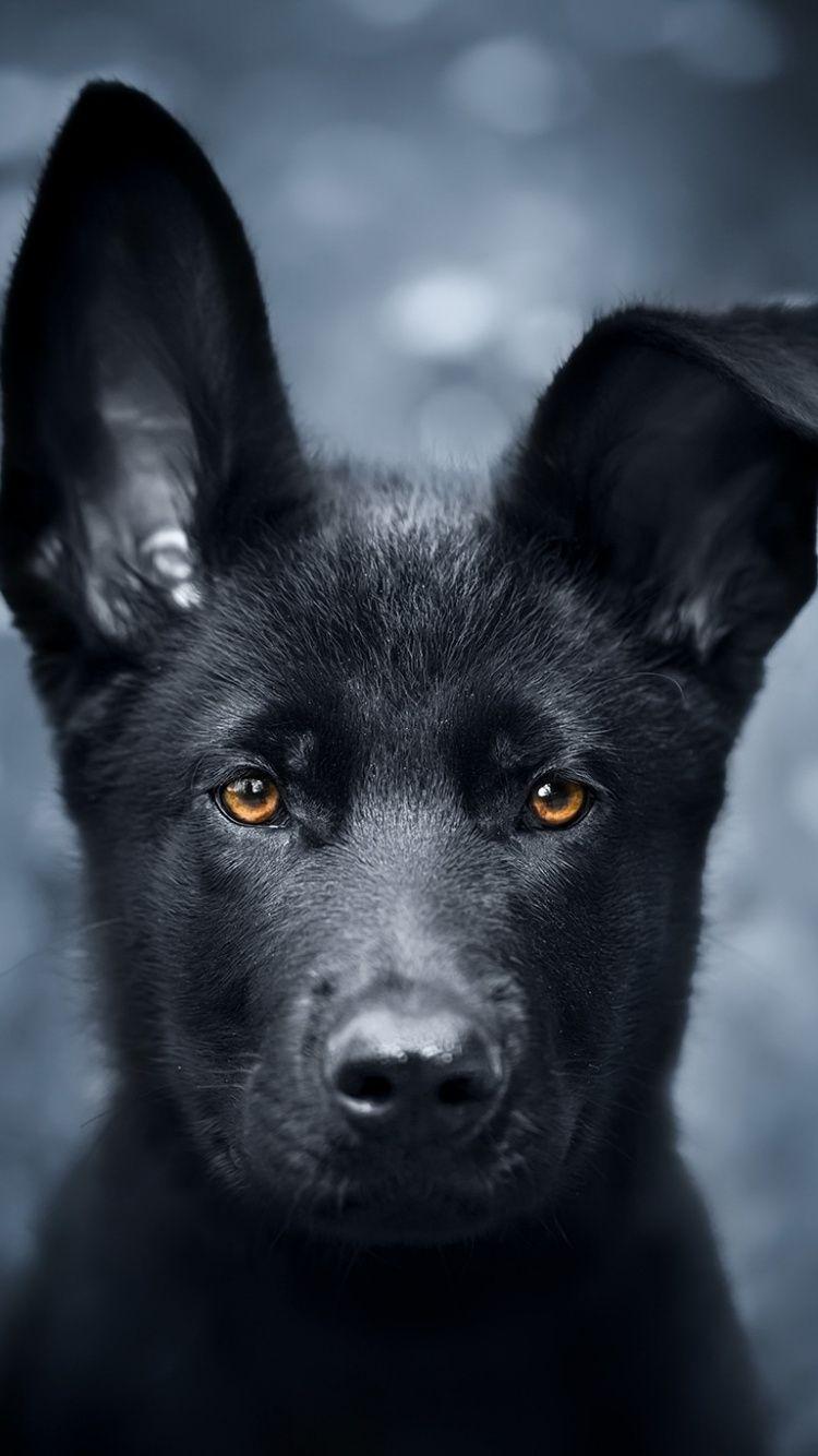 750x1334 Pet, Black Puppy, German Shepherd, Wallpaper German Shepherd Background