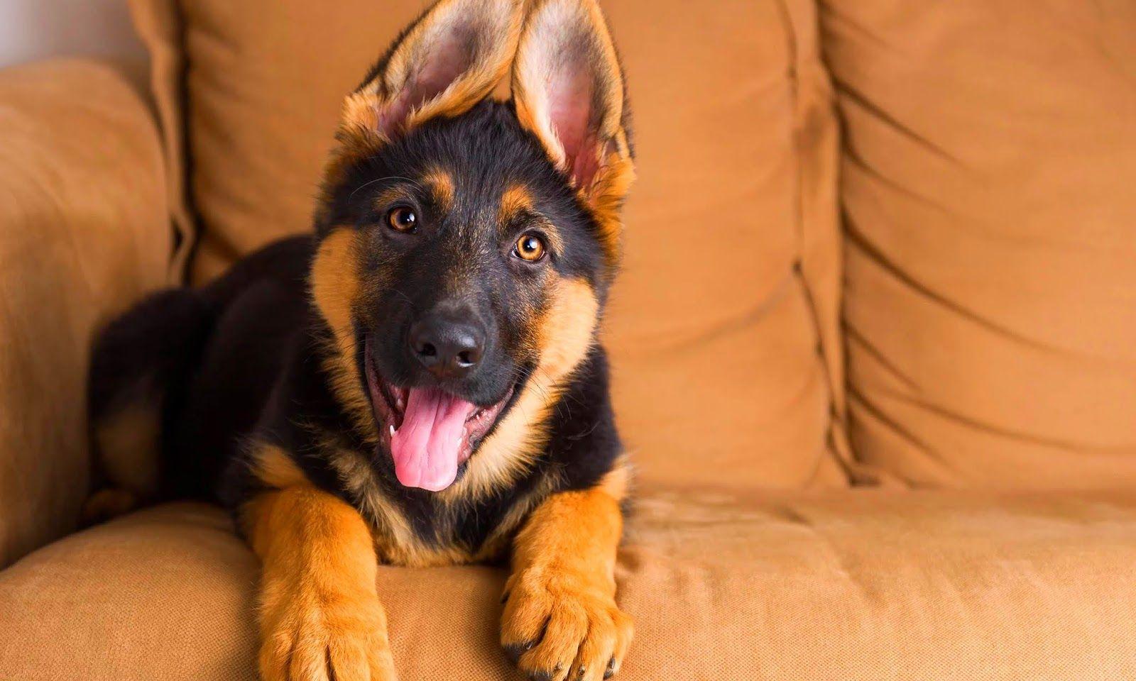 German Shepherd Puppy Wallpapers - Top Free German Shepherd Puppy ...