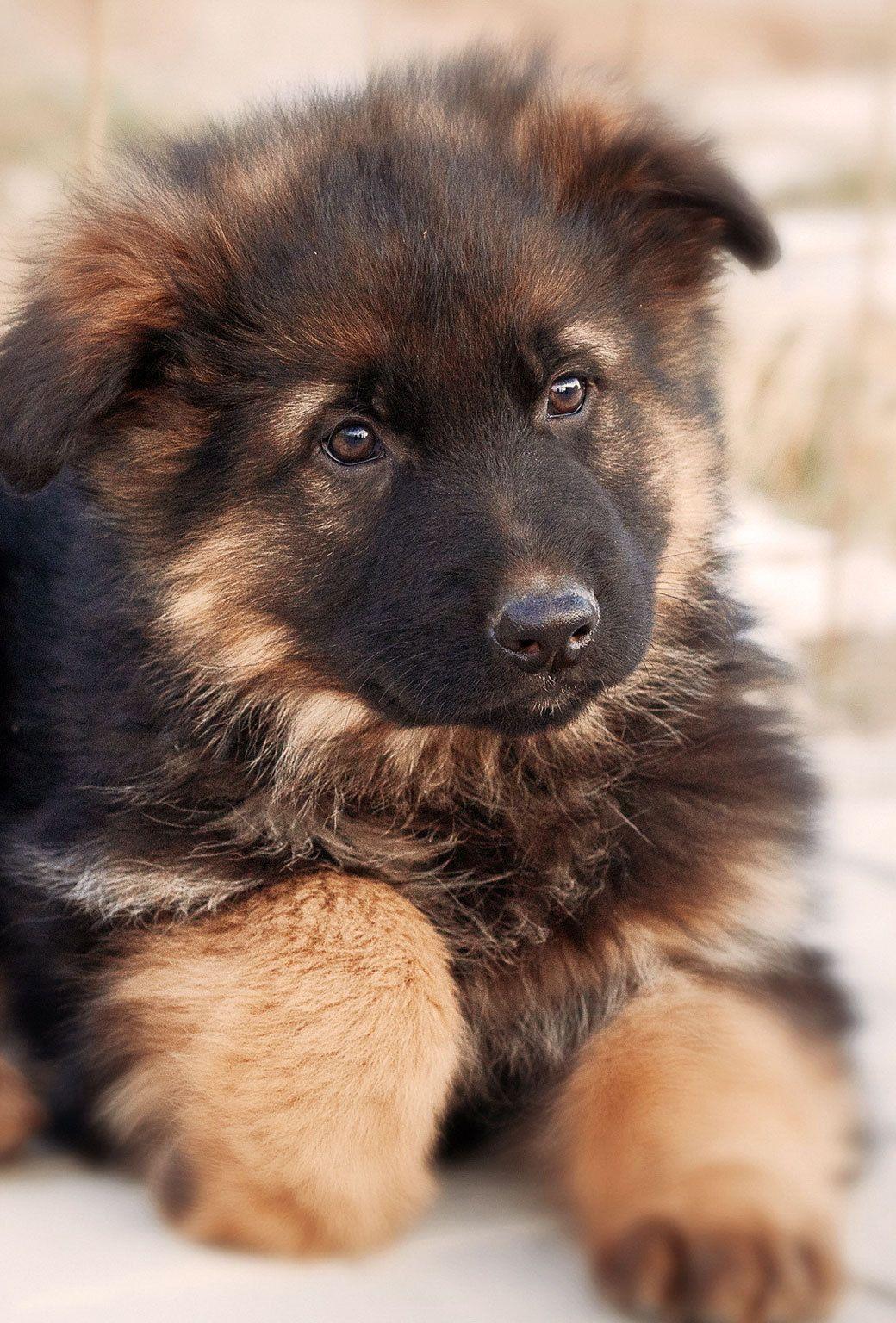 1040x1536 Parallax Wallpaper.com. Puppy Wallpaper Iphone, German Shepherd Dogs, Puppy Wallpaper