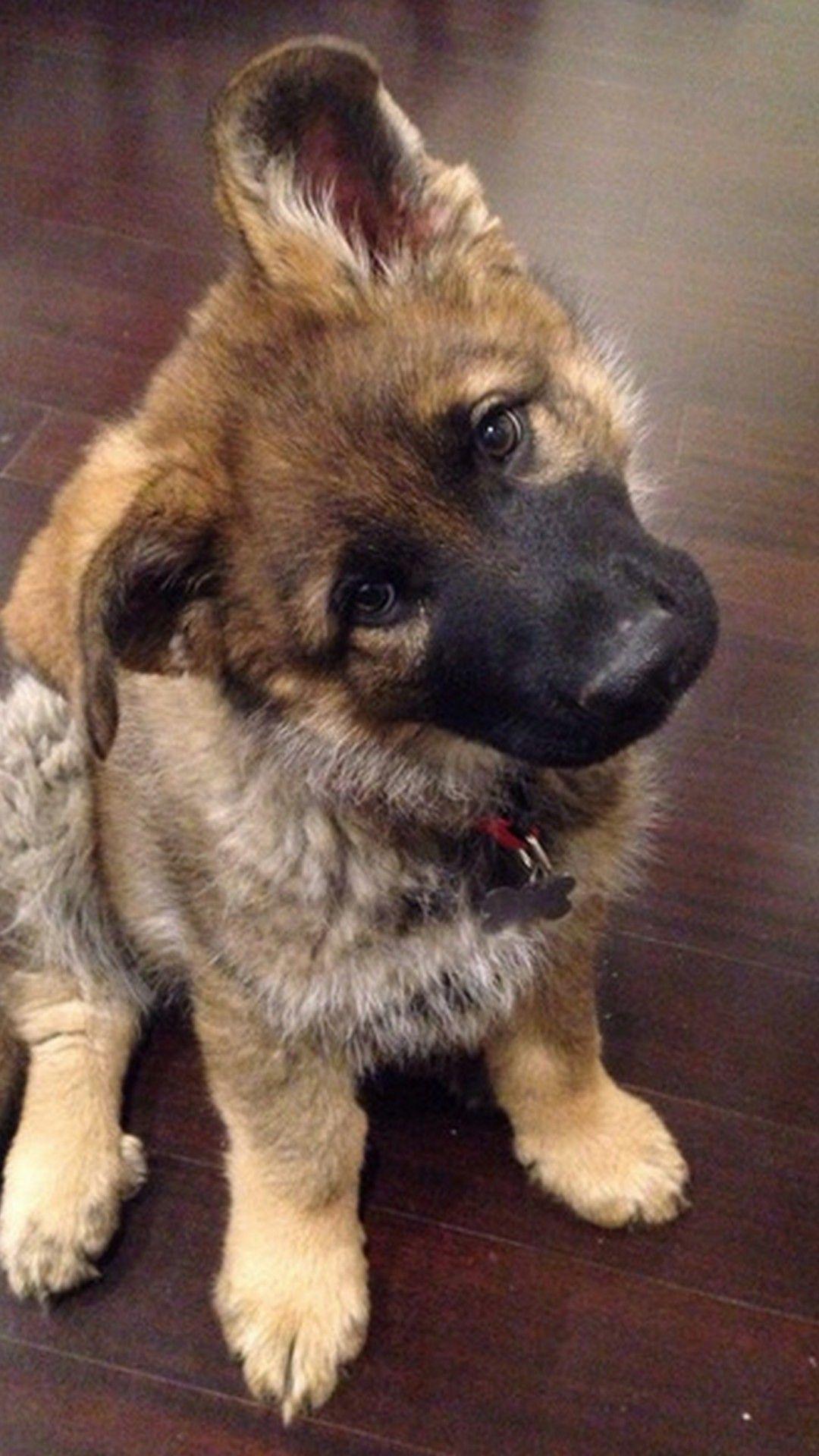 1080x1920 German Shepherd iPhone Wallpaper