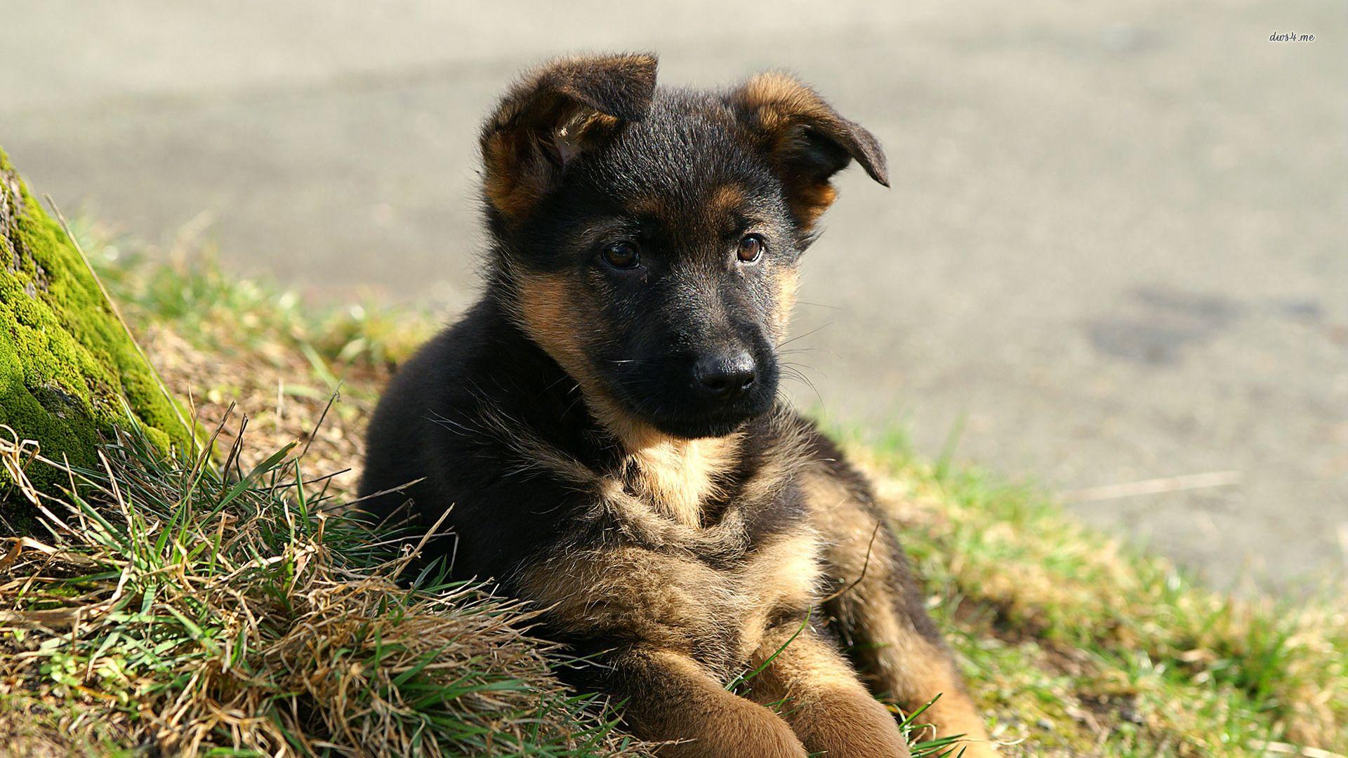 1920x1080 German Shepherd wallpaper 1280x800 German Shepherd wallpaper 1366x768 1191 - German Shepherd Puppy Desktop Wallpaper