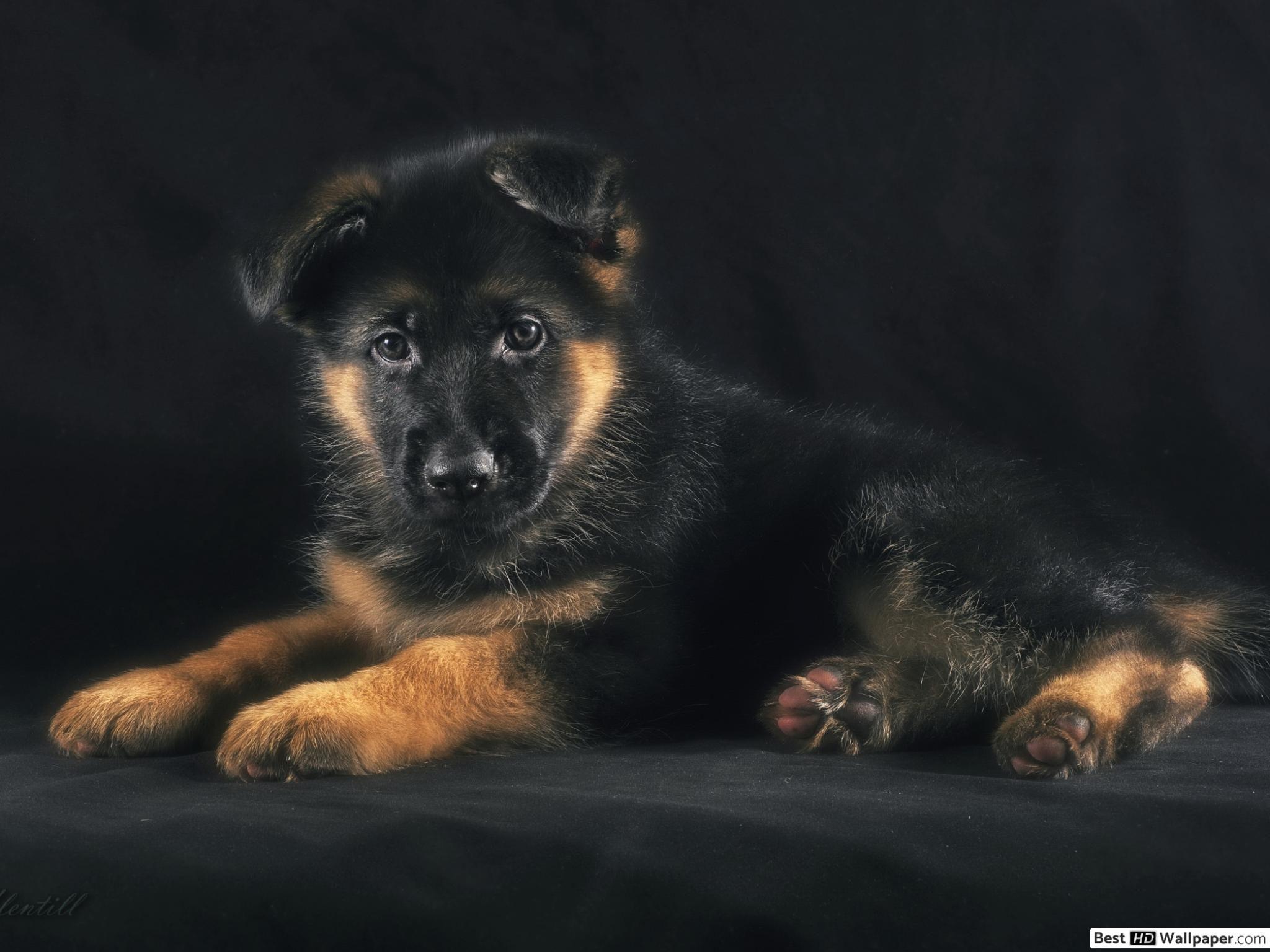 German Shepherd Puppy Wallpapers - Top Free German Shepherd Puppy ...