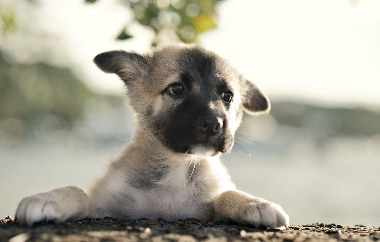 1332x850 Wallpaper dog, puppy, German Shepherd image for desktop, section собаки
