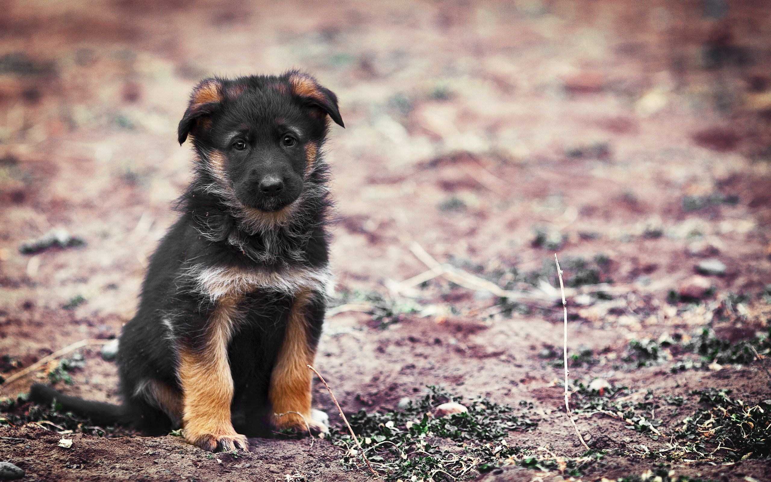 2560x1600 German Shepherd Wallpaper Need Fun