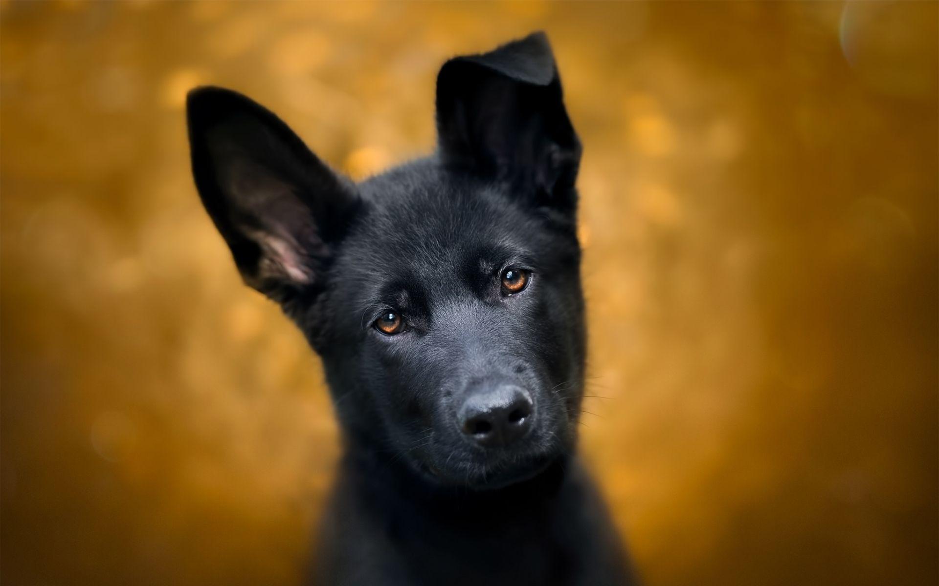 1920x1200 Download Wallpaper Black German Shepherd, Puppy, Dogs, Pets, Close Up, German Shepherd Dog For Desktop With Resolution 1920x1200. High Quality HD Picture Wallpaper