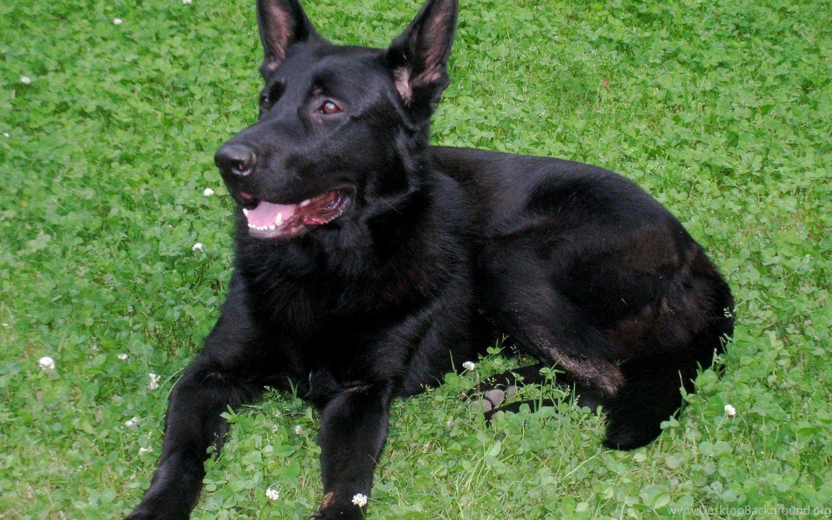 1680x1050 image For German Shepherd Puppies Wallpaper Desktop Background