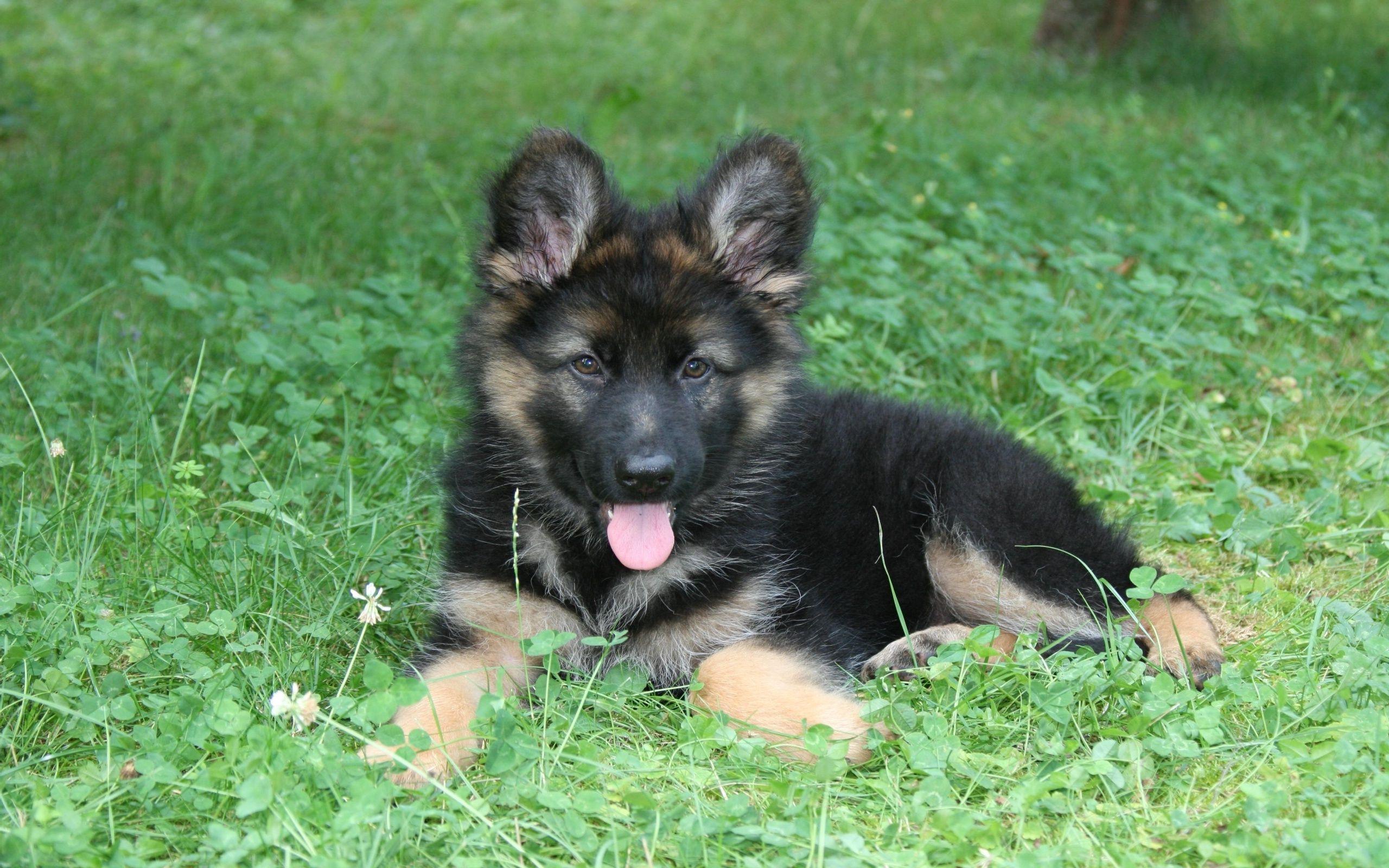 2560x1600 Free download German Shepherd Puppies Wallpaper HD 4 Background Hivewallpapercom [2560x1600] for your Desktop, Mobile & Tablet. Explore German Shepherd HD Wallpaper. German Wallpaper for PC, Free German Shepherd