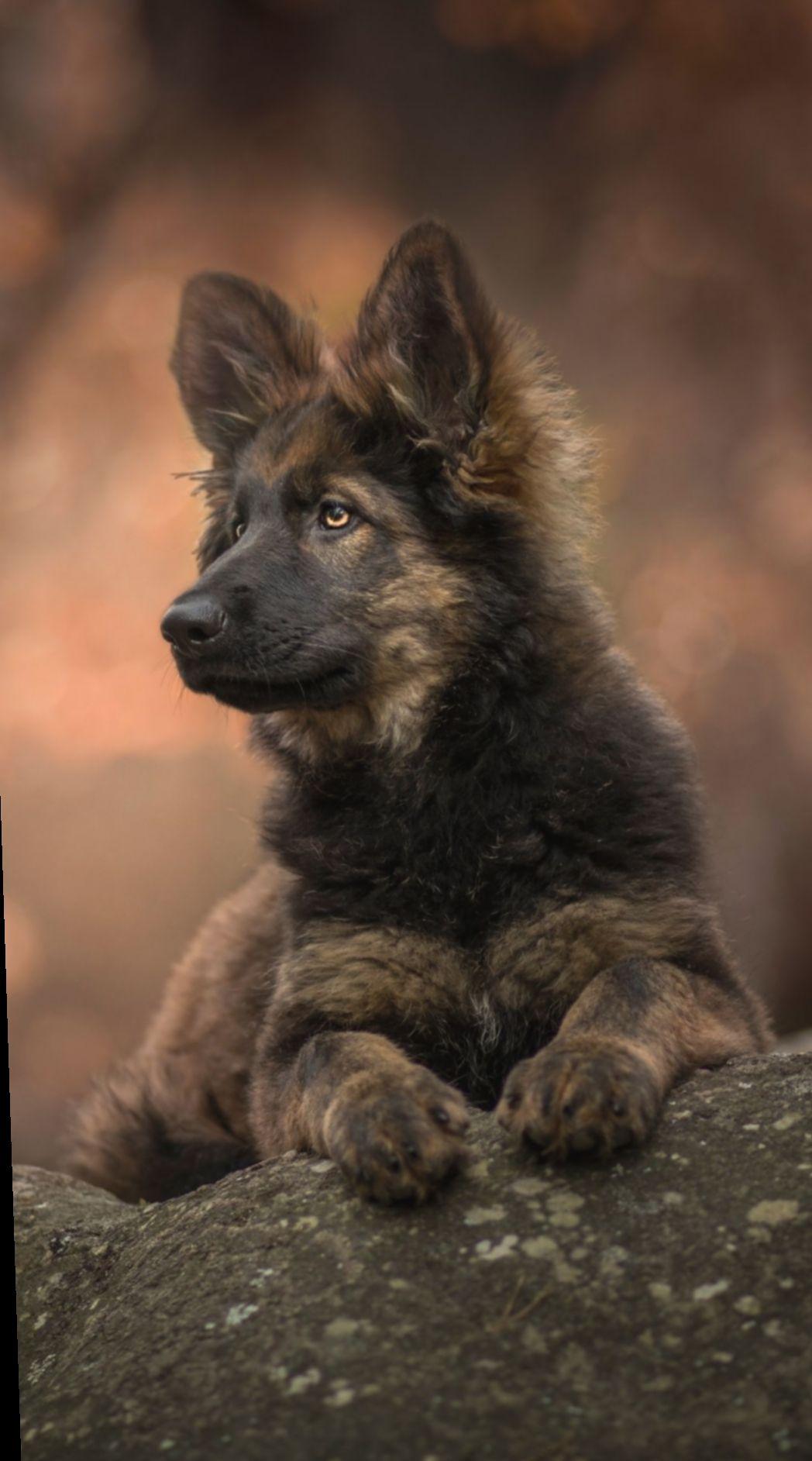 1048x1885 Cute Puppies Wallpaper German Shepherds. Shepherd puppies, German shepherd dogs, Sable german shepherd