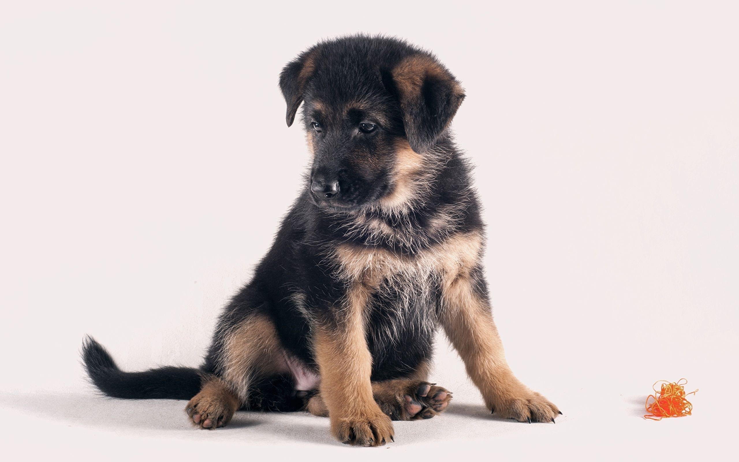 2560x1600 Desktop Wallpaper Puppy German Shepherd dog Animals 2560x1600