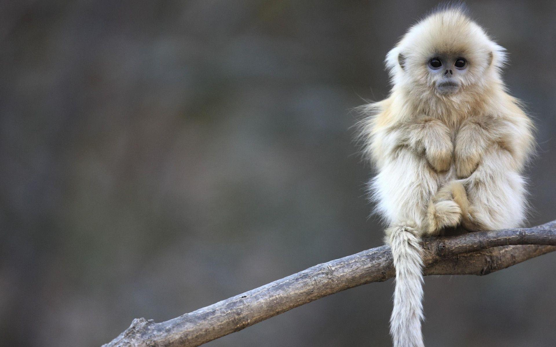 Hình Nền Monkey DLuffy Cute Cho Điện Thoại Miễn Phí  Chất Lượng