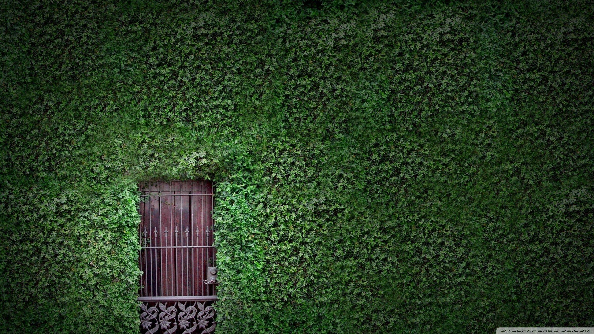 Green Wall Wallpapers - Top Free Green Wall Backgrounds - WallpaperAccess