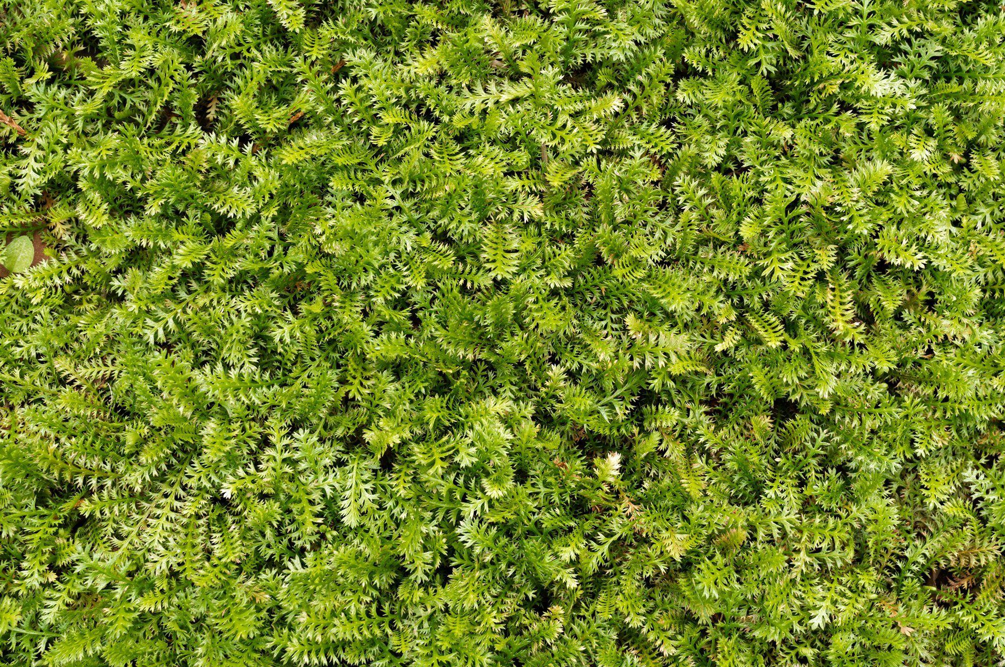 2000x1327 Overgrowth Fern Wall 2001112