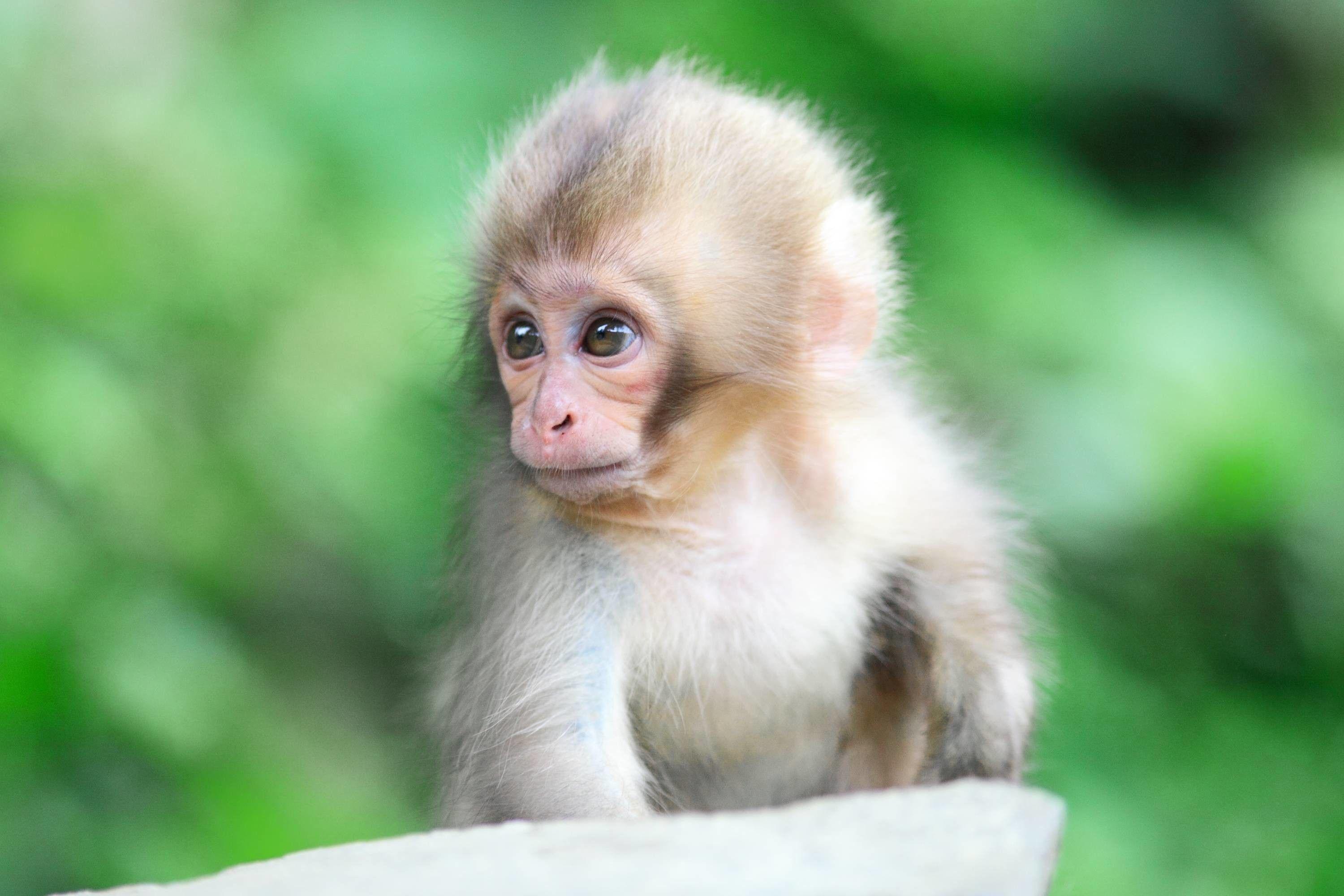 Monkey» 1080P, 2k, 4k HD wallpapers, backgrounds free download | Rare  Gallery » Page 3