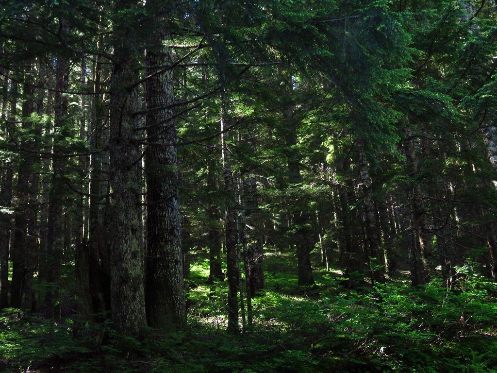 Pacific Northwest Woods Wallpapers - Top Free Pacific Northwest Woods