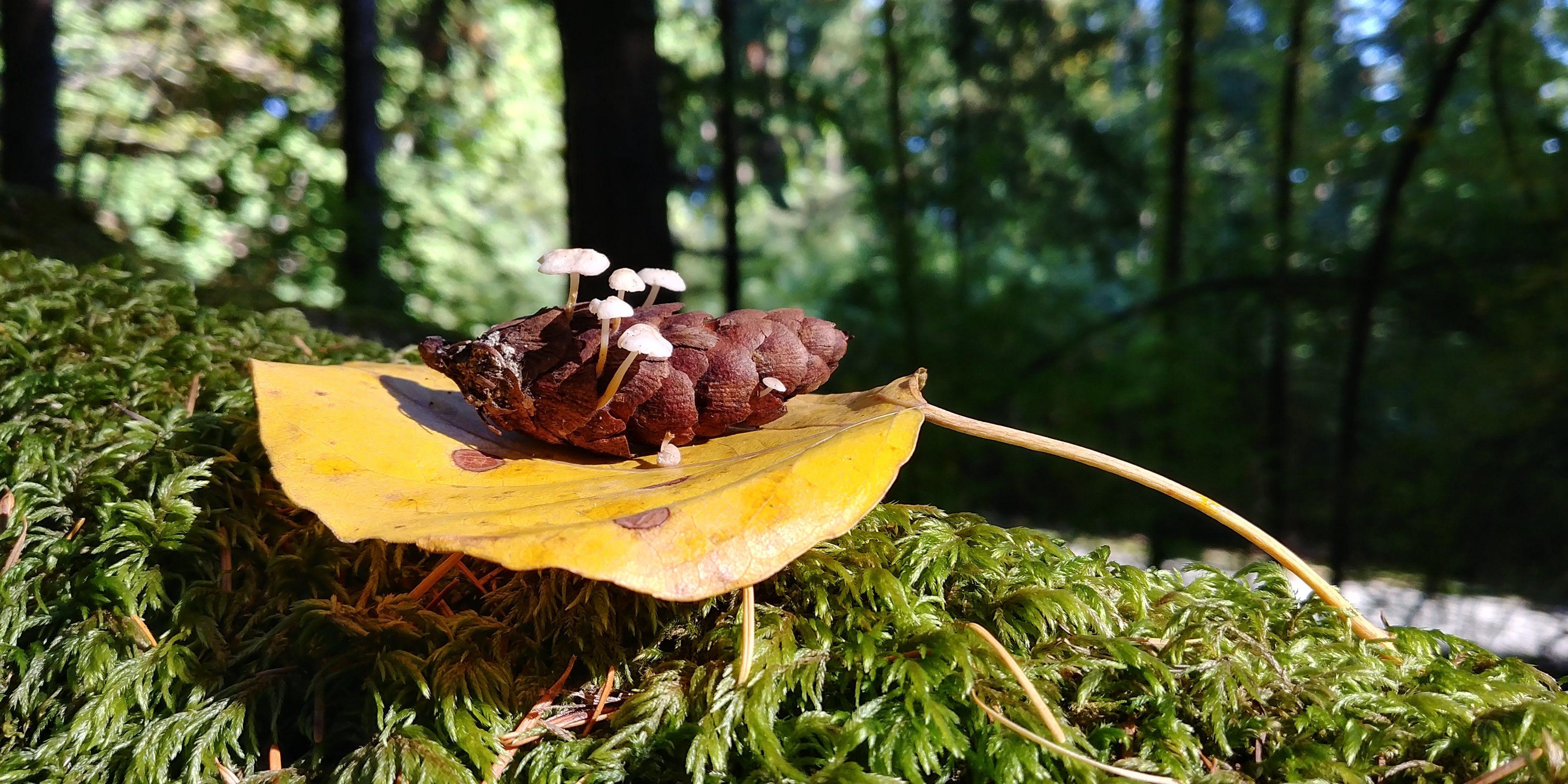 4160x2080 Mushroom Season in the PNW 4K wallpaper