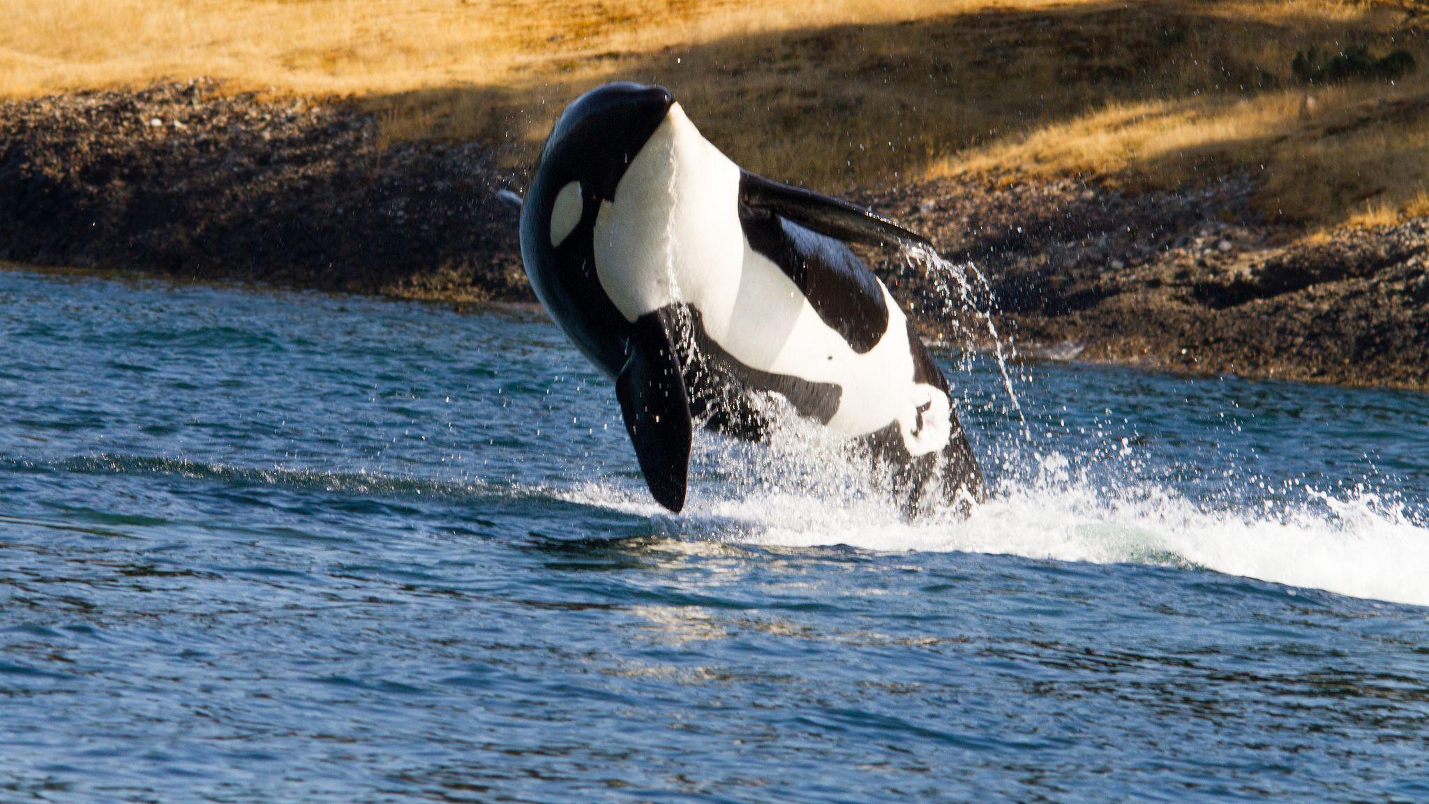 2048x1152 Orcas harmed by marine noise pollution in Pacific Northwest