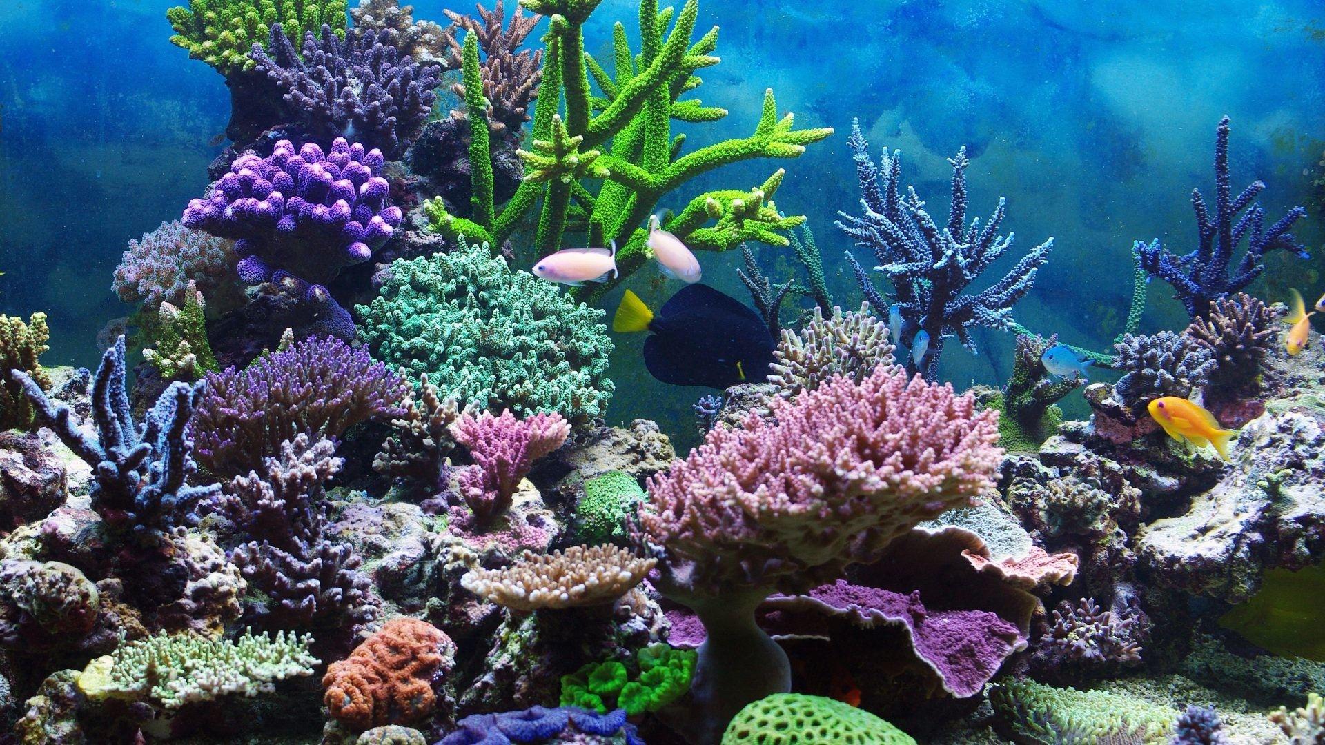 1920x1080 Coral Reef Background