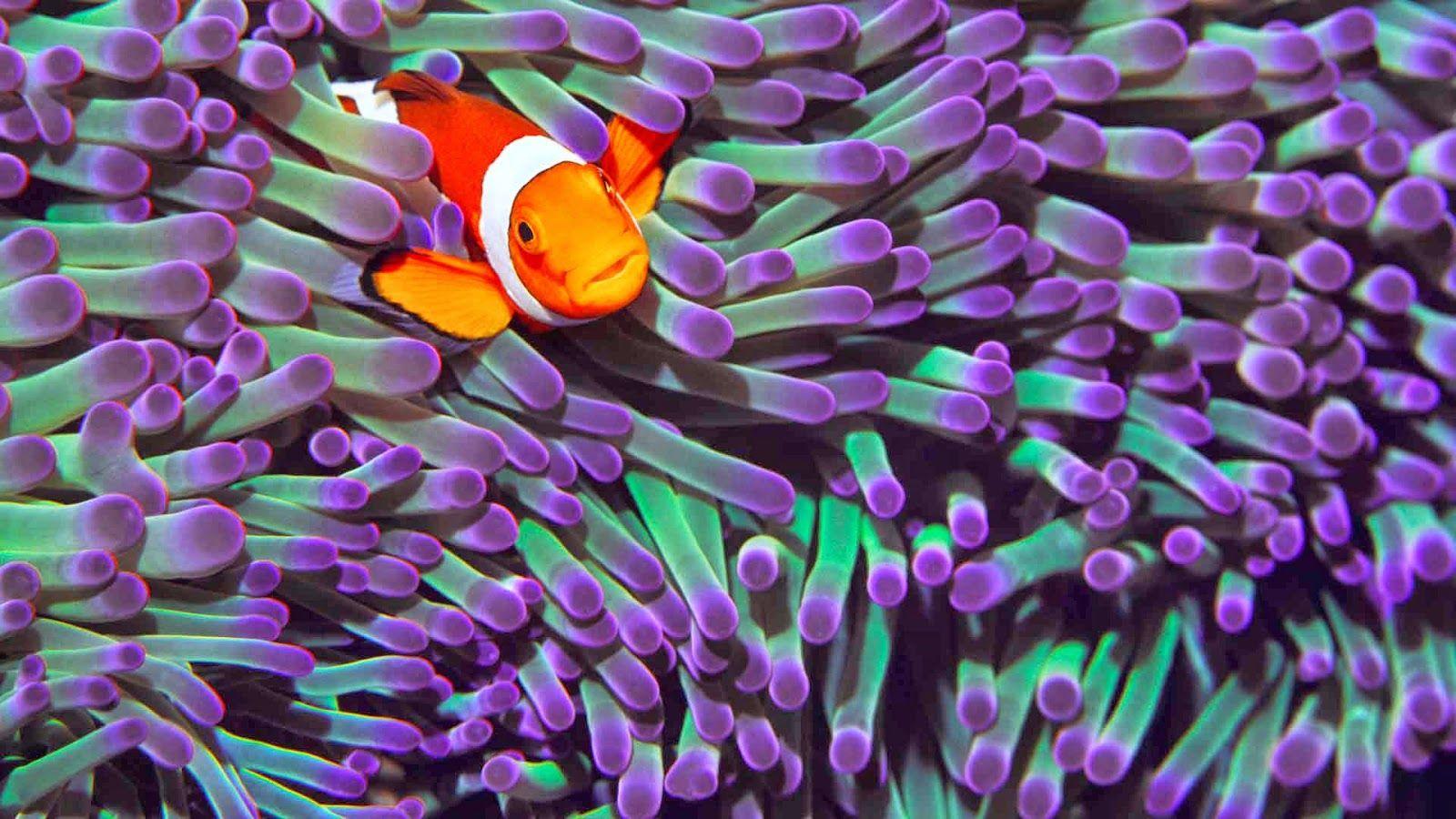 1600x900 Coral Reef