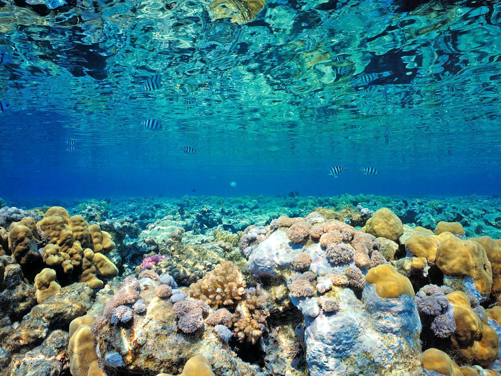1600x1200 Coral Reef Wallpaper. Great Barrier Reef Wallpaper, Coral Reef Wallpaper and Tropical Reef Wallpaper