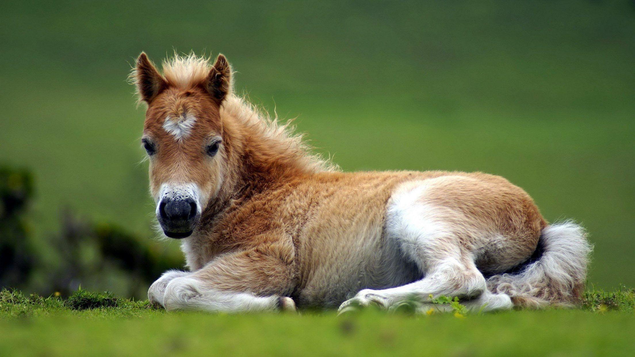 2208x1242 Animals Siting Horse Cute Ponies Wallpaper