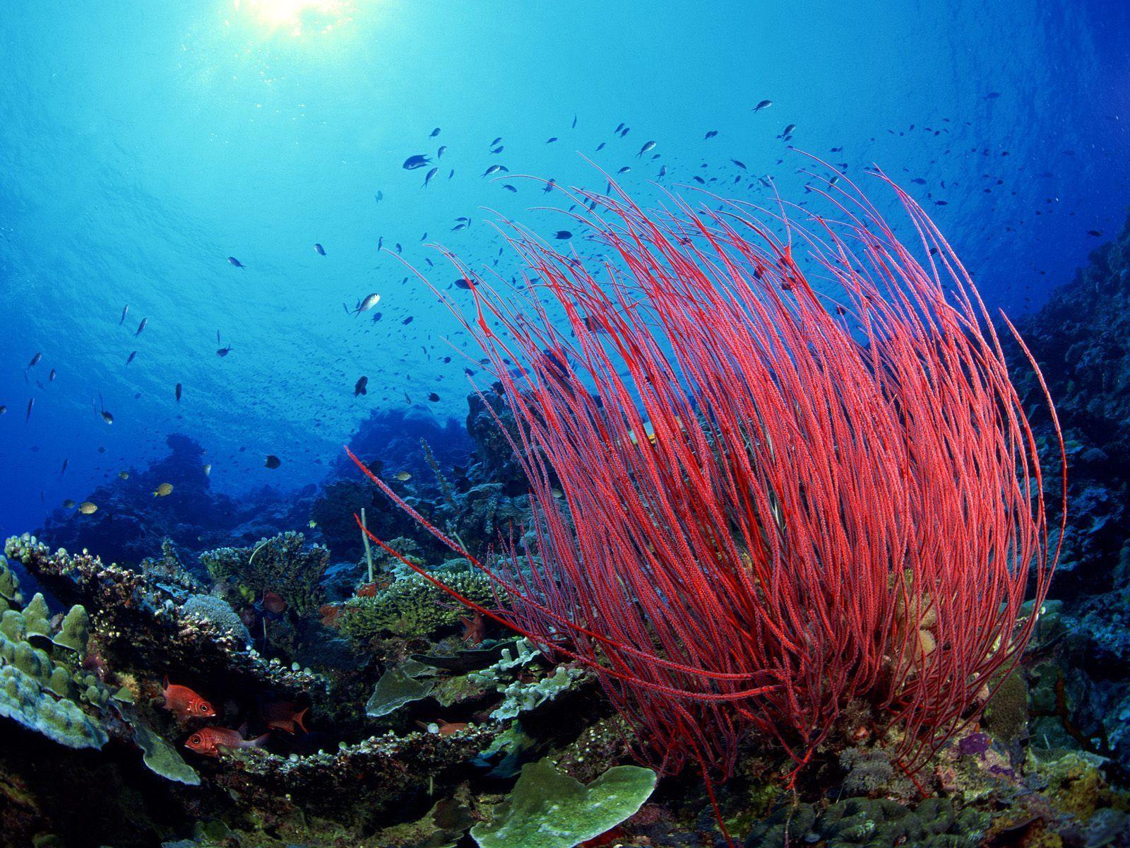 1600x1200 Coral Reefs HD wallpaper Coral Reefs HD Wallpaper 238 - Coral Reef Wallpaper