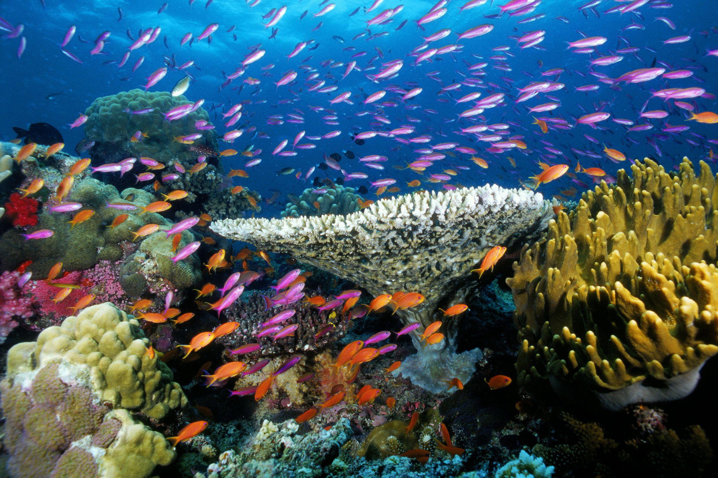 2500x1666 Coral Reef Background