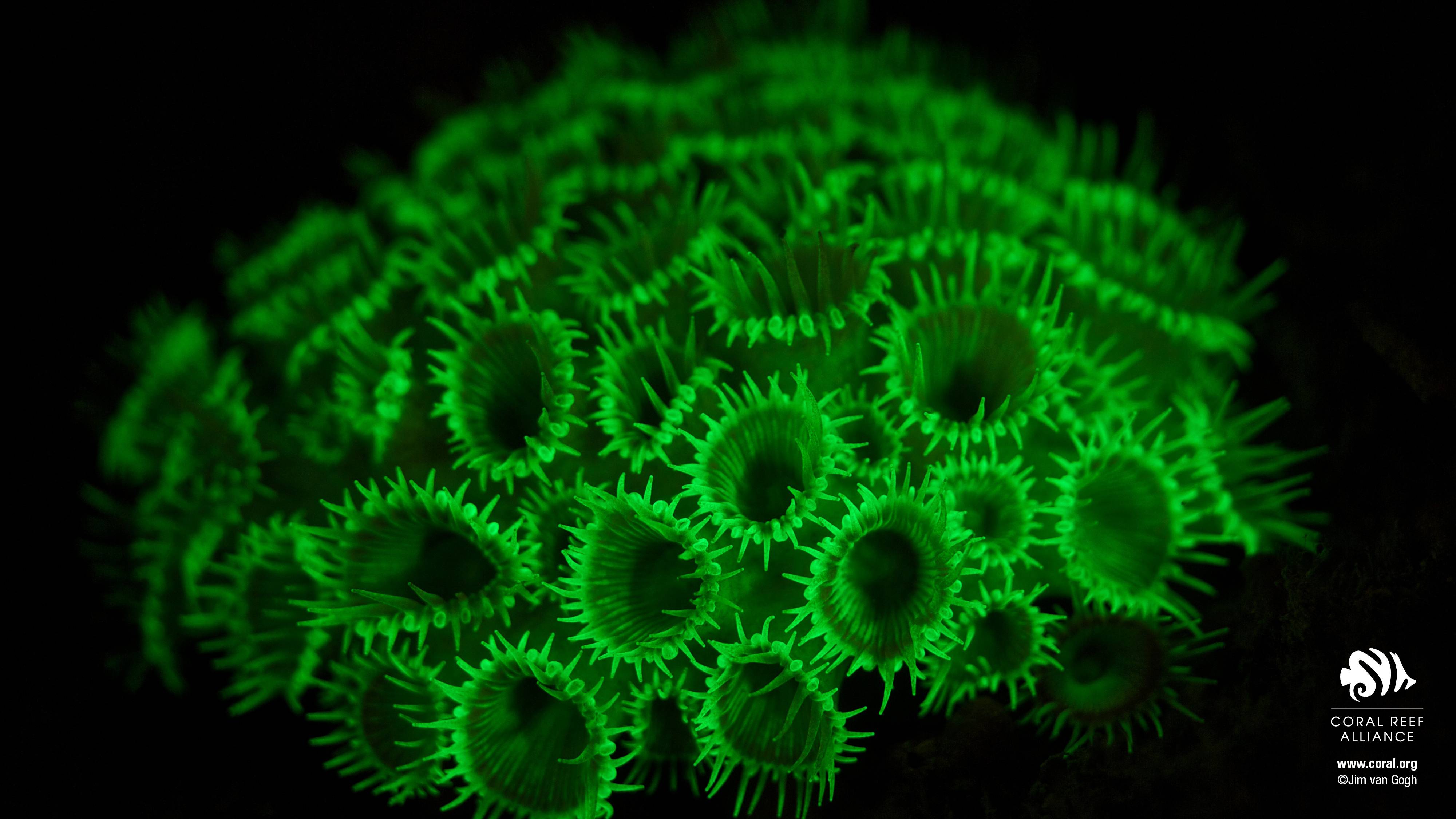 4000x2250 Desktop Wallpaper. Coral Reef Alliance