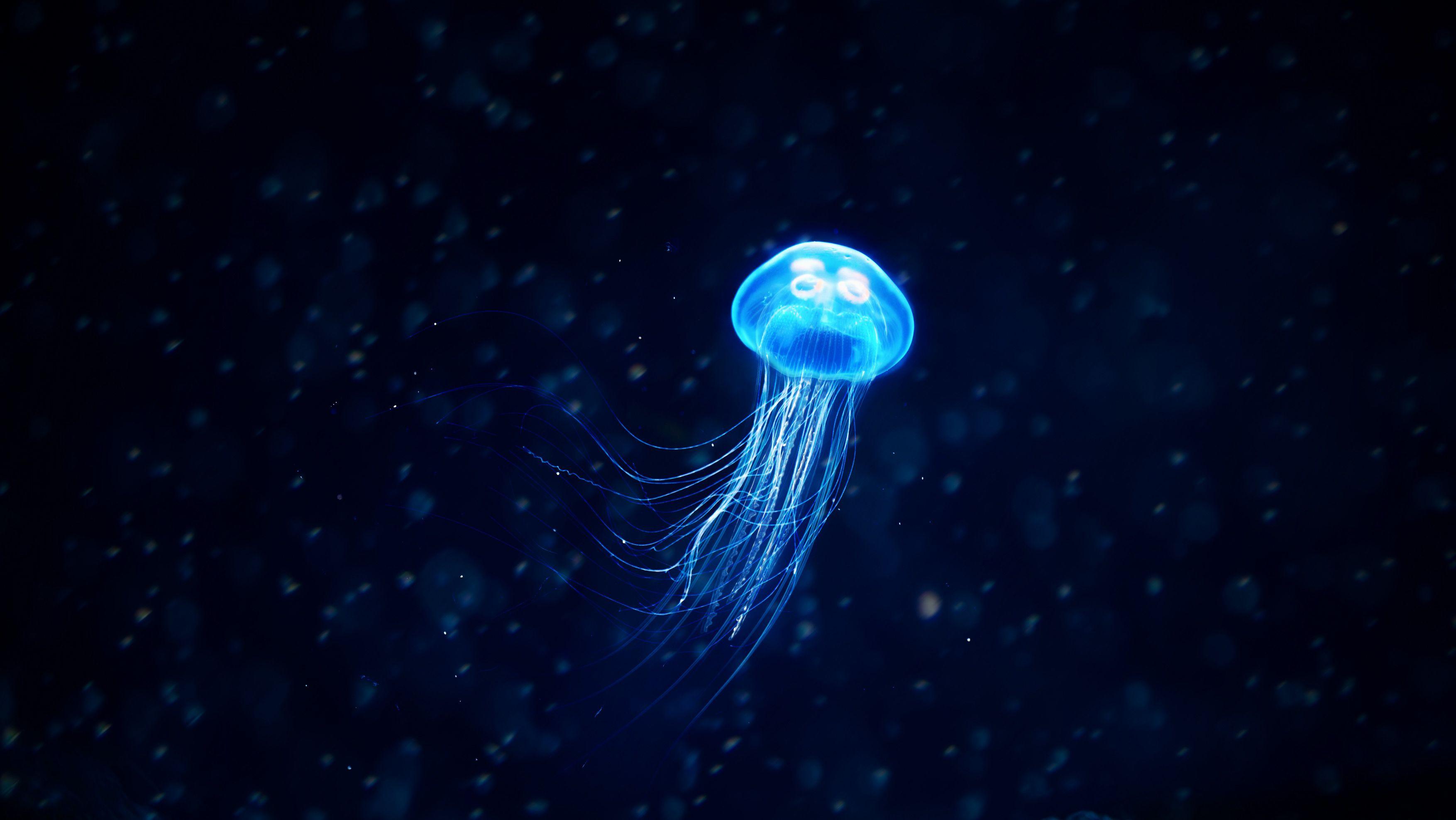 3508x1974 Jellyfish Illustration, HD Artist, 4k Wallpaper, Image, Background, Photo and Picture