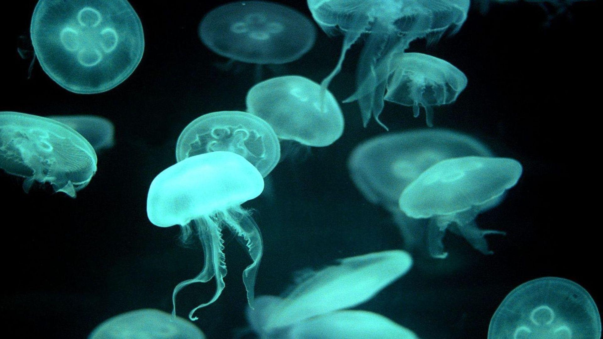 Jellyfish Desktop Wallpapers - Top Free Jellyfish Desktop Backgrounds ...