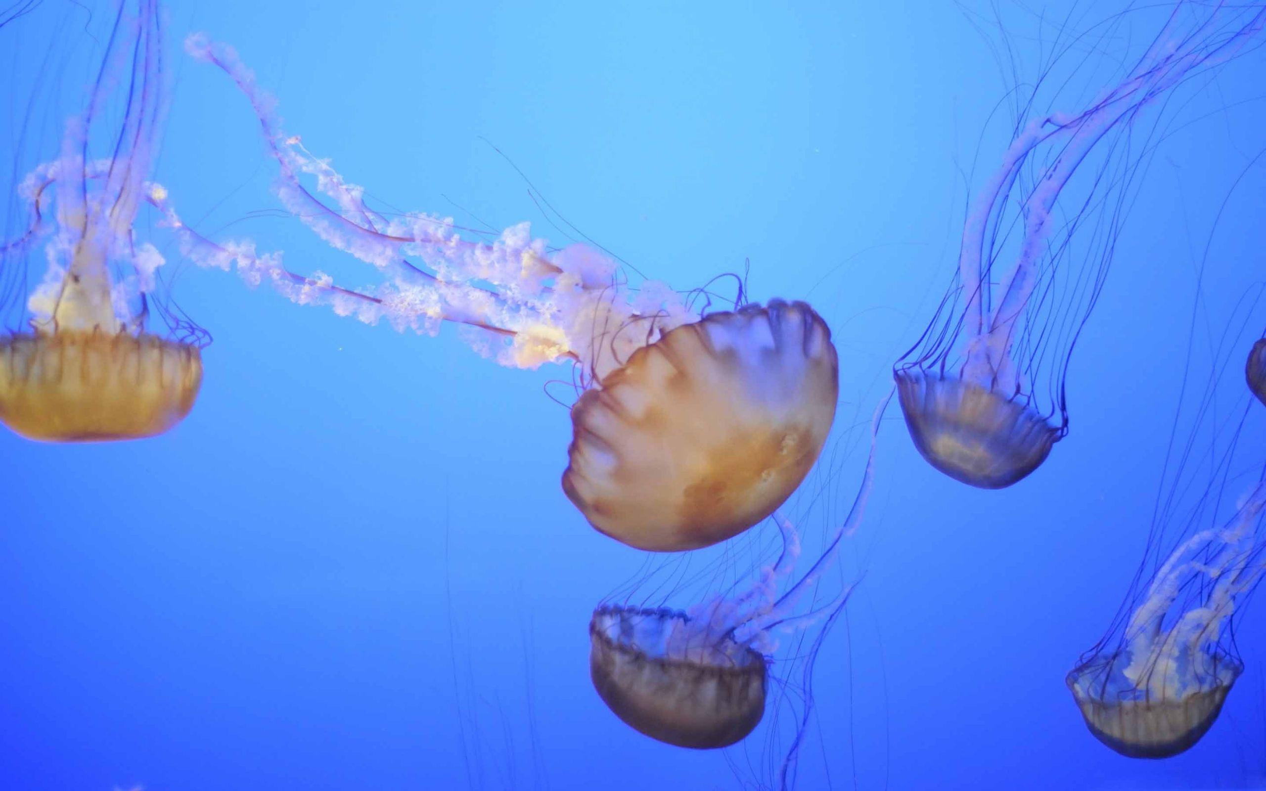 2560x1600 Best jellyfish Mac Wallpaper Free HD Download