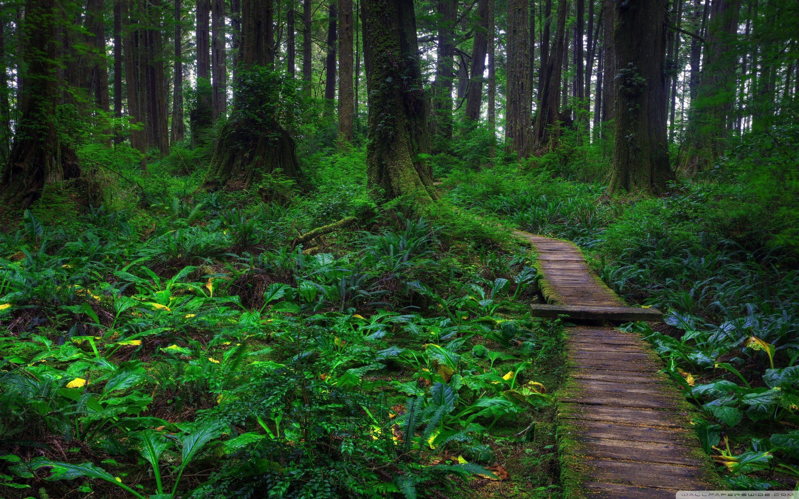 Forest Path Wallpapers - Top Free Forest Path Backgrounds - WallpaperAccess