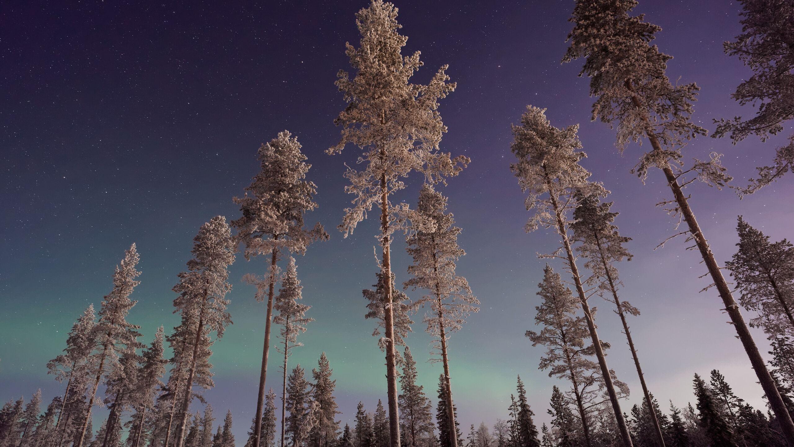 2560x1440 Long Pine Trees Winter Northern Lights 1440P Resolution HD 4k Wallpaper, Image, Background, Photo and Picture