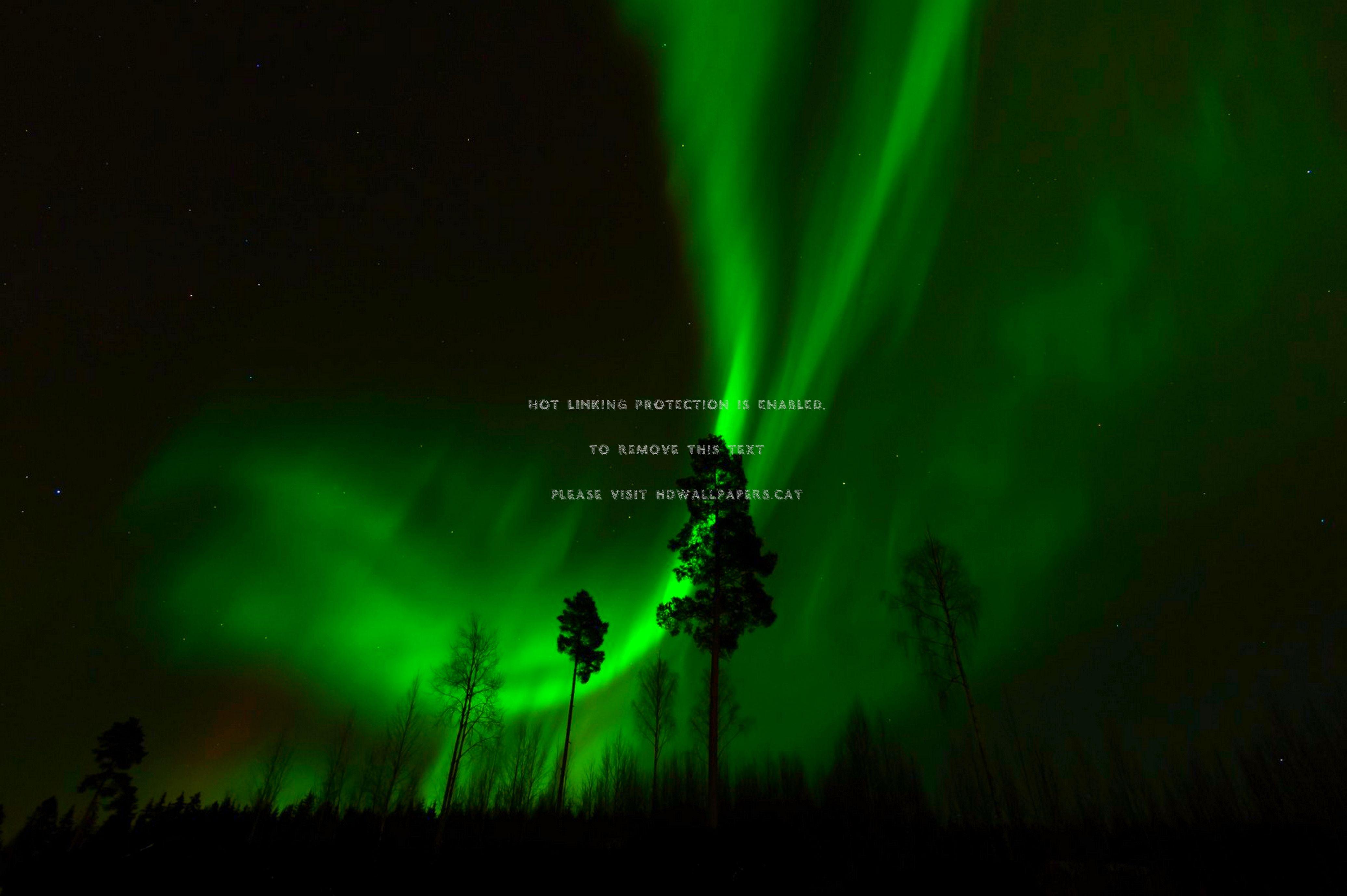 4144x2757 northern lights trees forest night nature
