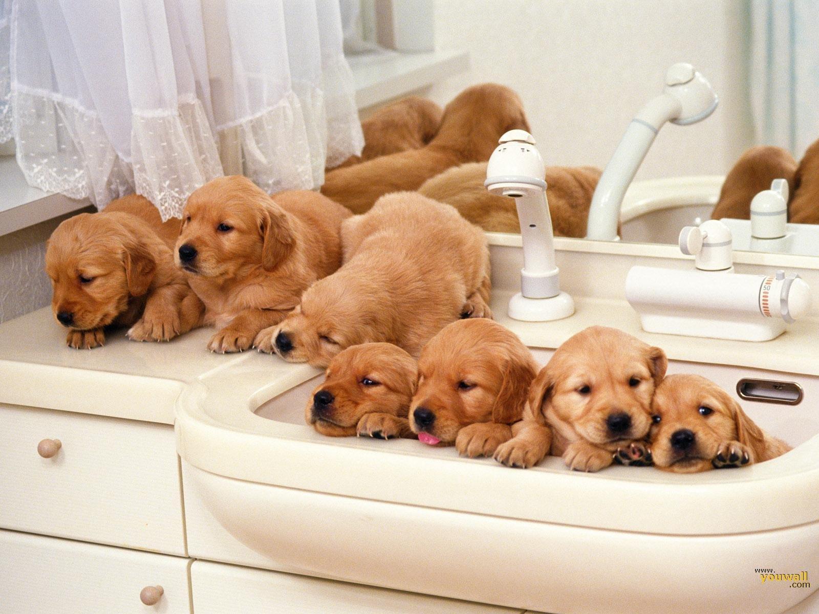 1600x1200 Faimly Of Dogs Wallpaper