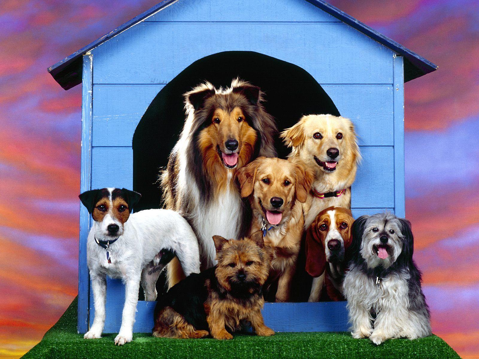 1600x1200 Dogs Wallpaper Background: Dogs Family at Home Wallpaper Background