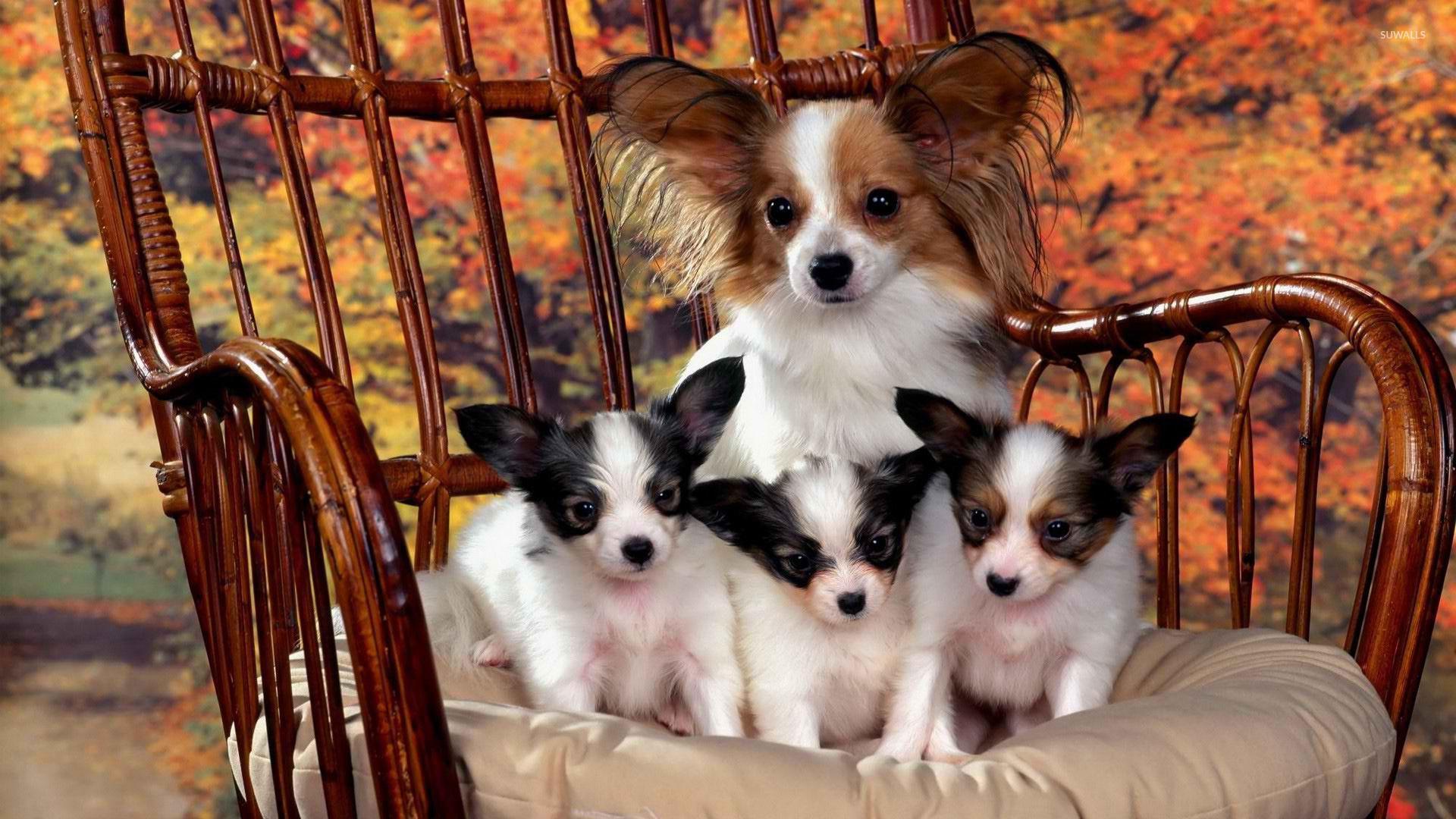 1920x1080 Papillon dog family wallpaper wallpaper