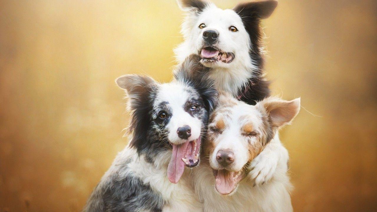 Dog Family Wallpapers - Top Free Dog Family Backgrounds - WallpaperAccess