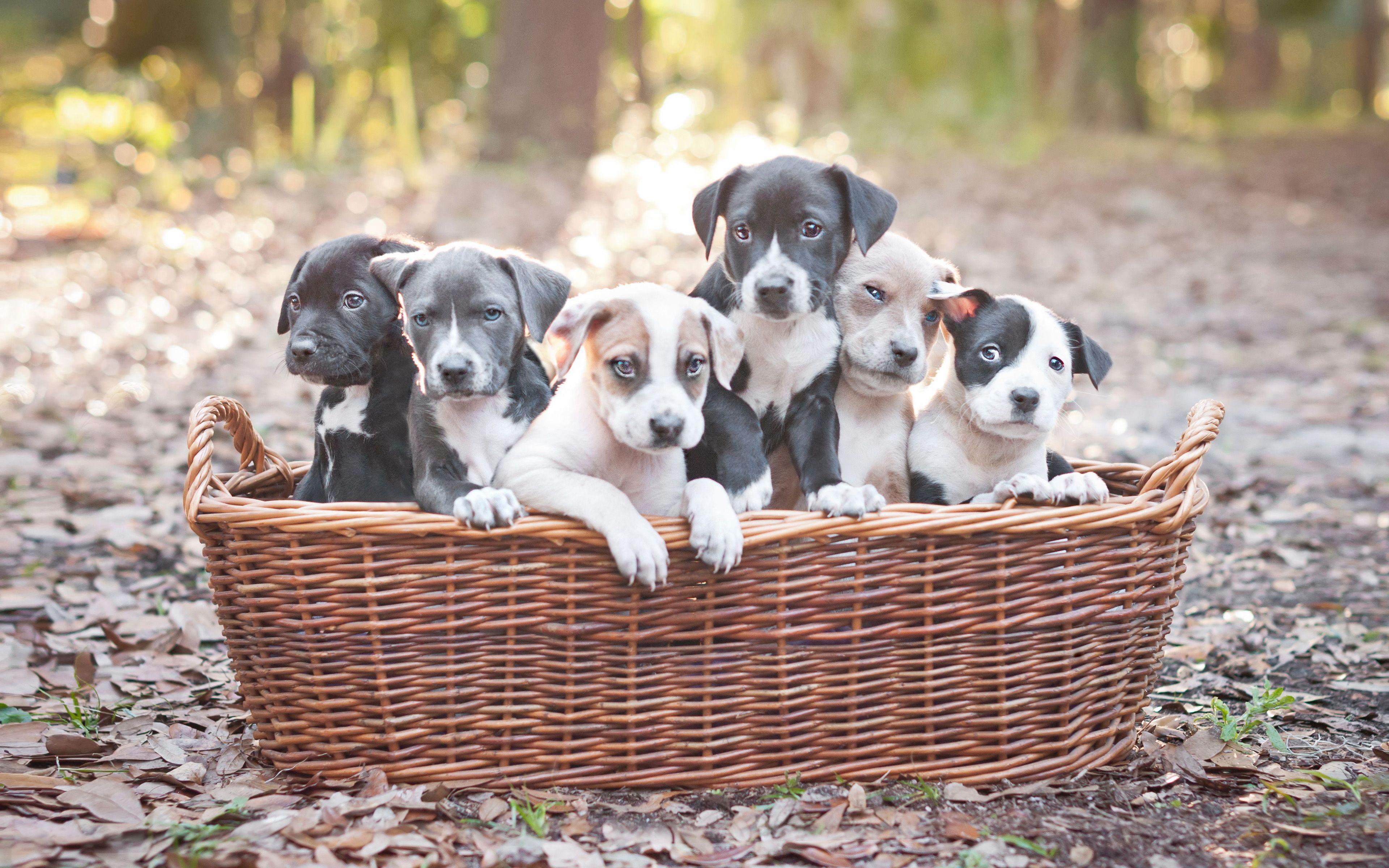 3840x2400 Download wallpaper Weimaraner, puppies, small dogs, family, cute little animals for desktop with resolution 3840x2400. High Quality HD picture wallpaper