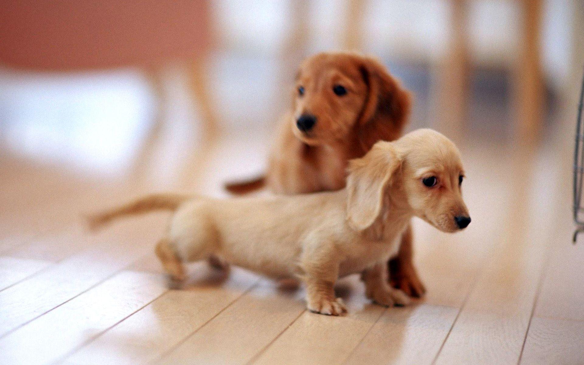 1920x1200 Large Family Dog Wallpaper HD / Desktop and Mobile Background